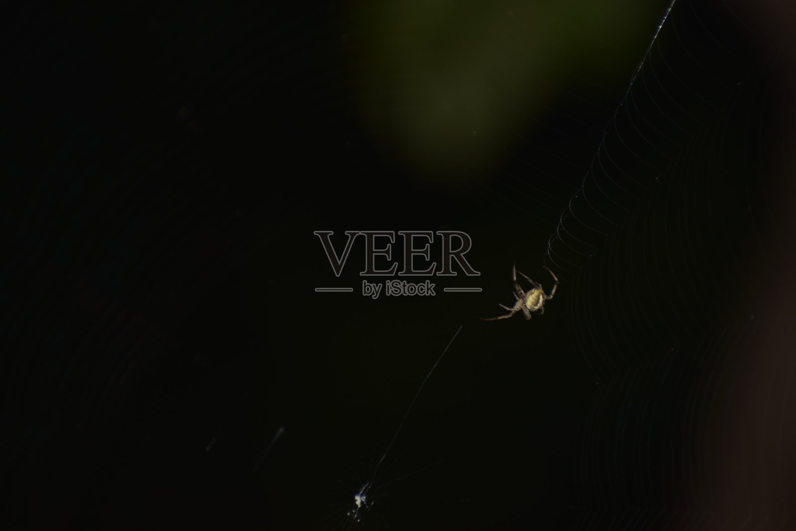 晚上的生物照片摄影图片