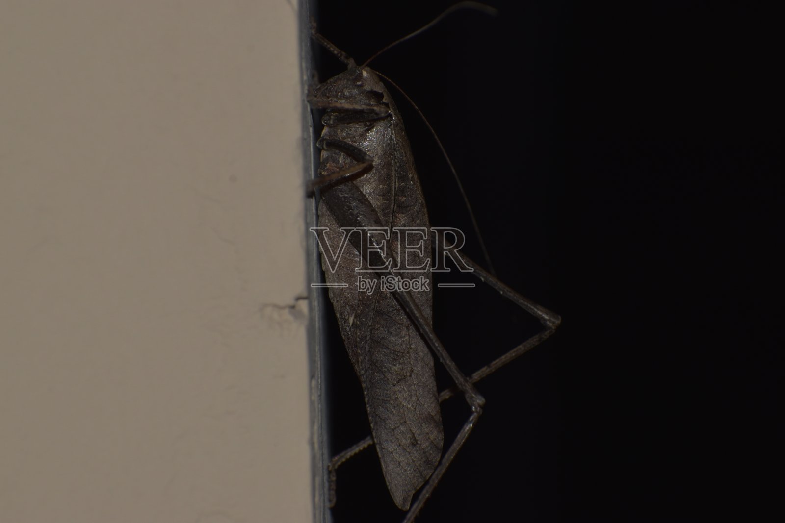 晚上的生物照片摄影图片