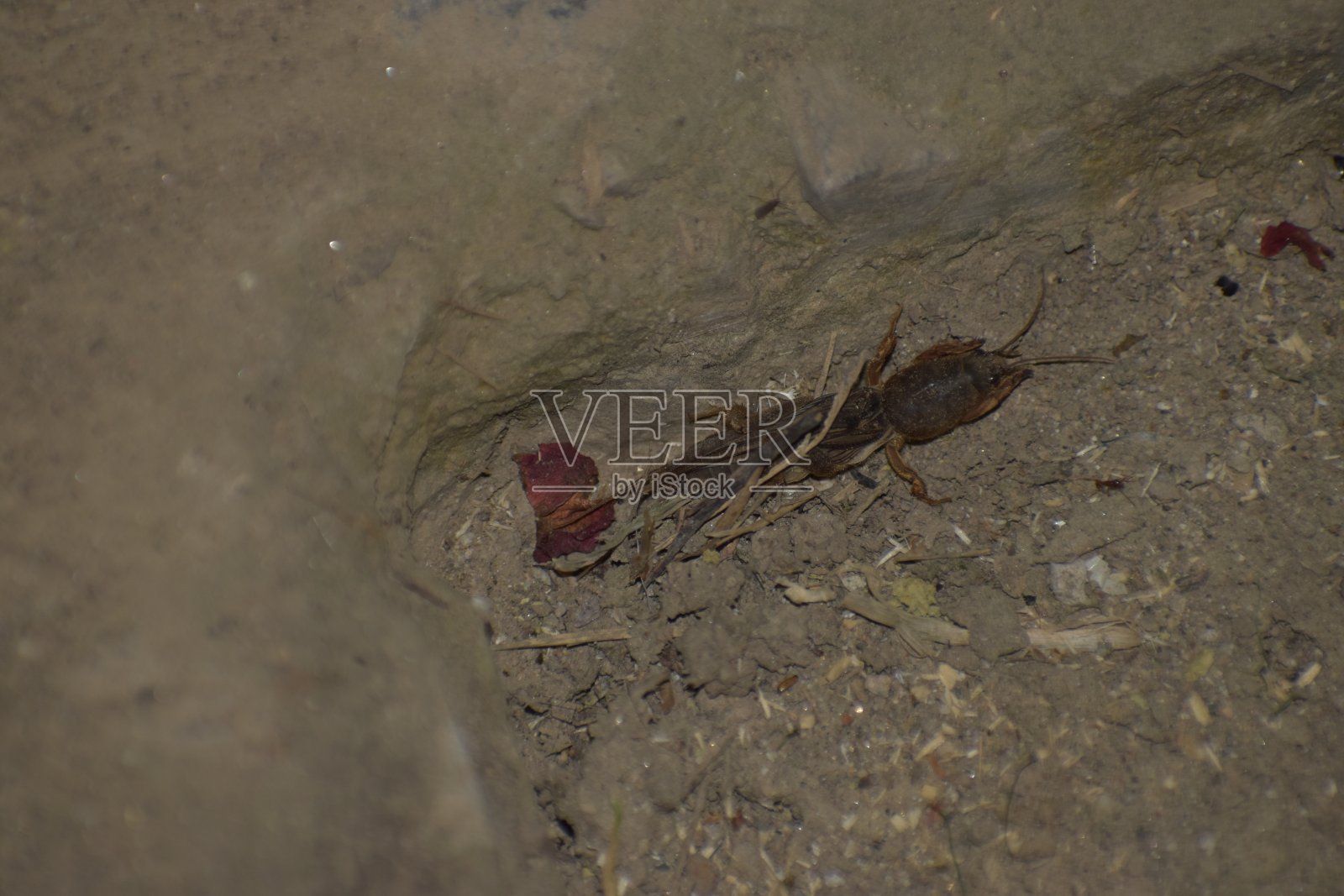晚上的生物照片摄影图片