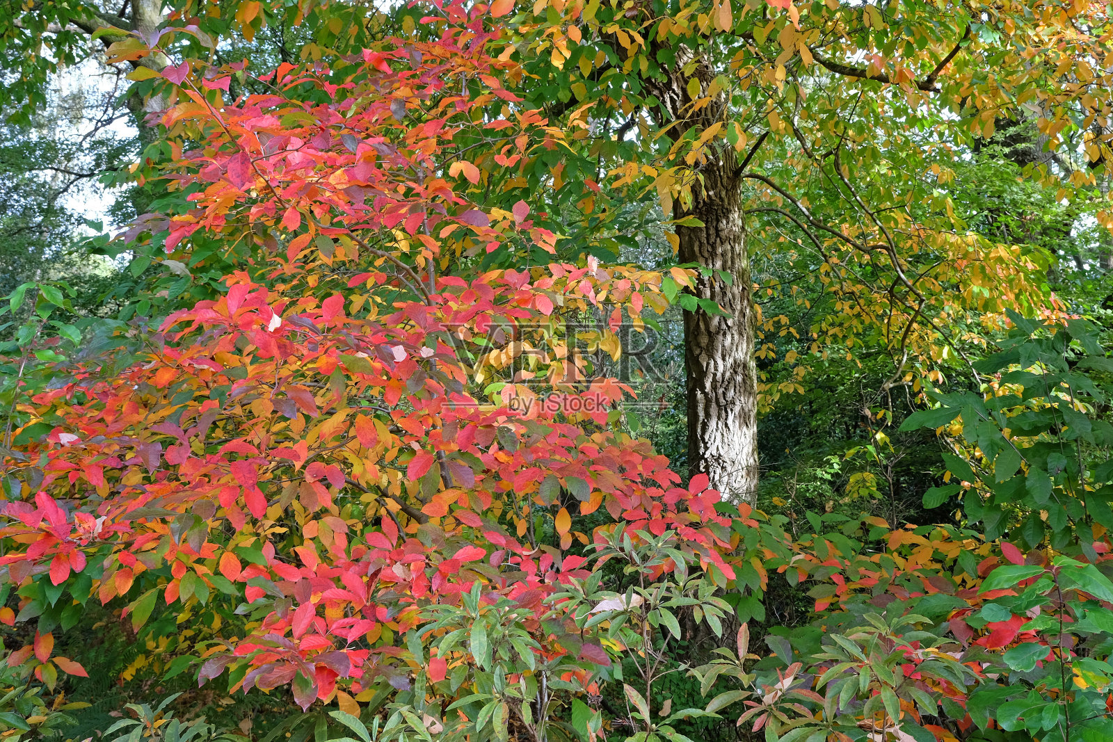 在秋天的展示中，雪莲树的红色和粉红色的叶子，通常被称为紫胶树、黑紫胶树、黑胶树或酸胶树。照片摄影图片