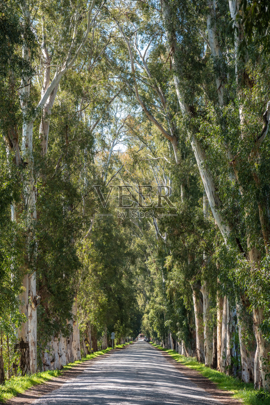 在土耳其穆拉的Gokova，道路两旁种满了桉树。这条狭窄的道路过去是连接高速公路和马尔马里斯度假小镇的，在2000年代新道路建成之前，它是由红绿灯控制的单车道。照片摄影图片