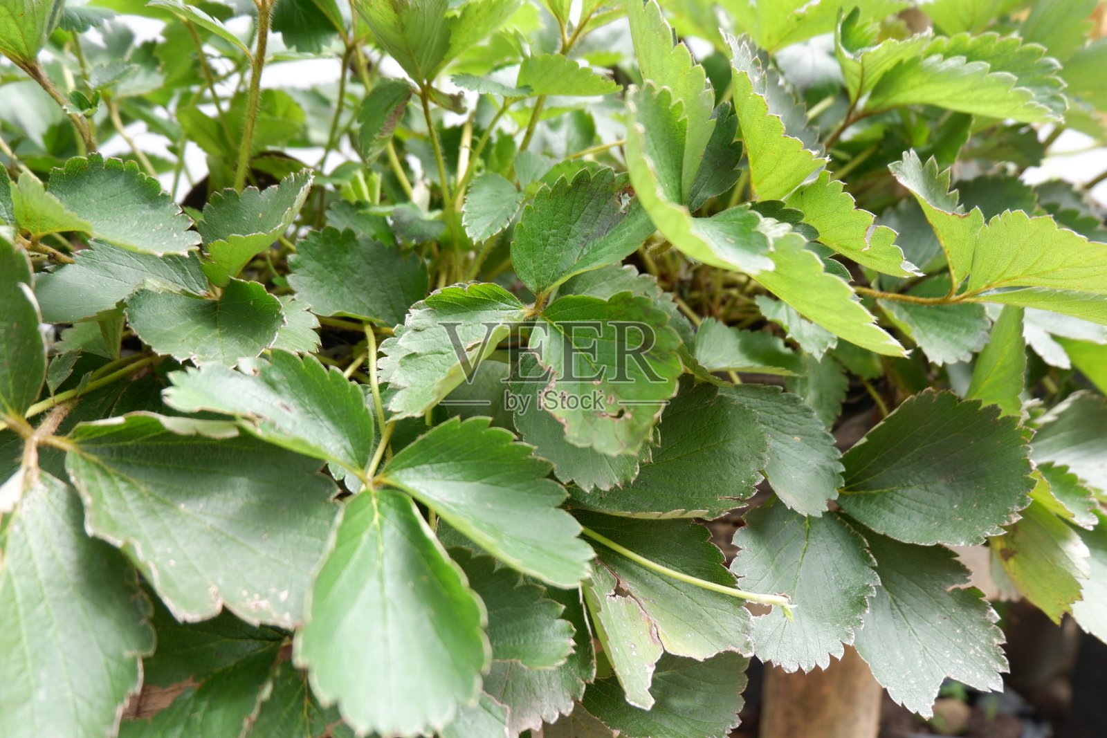 草莓叶背景照片摄影图片