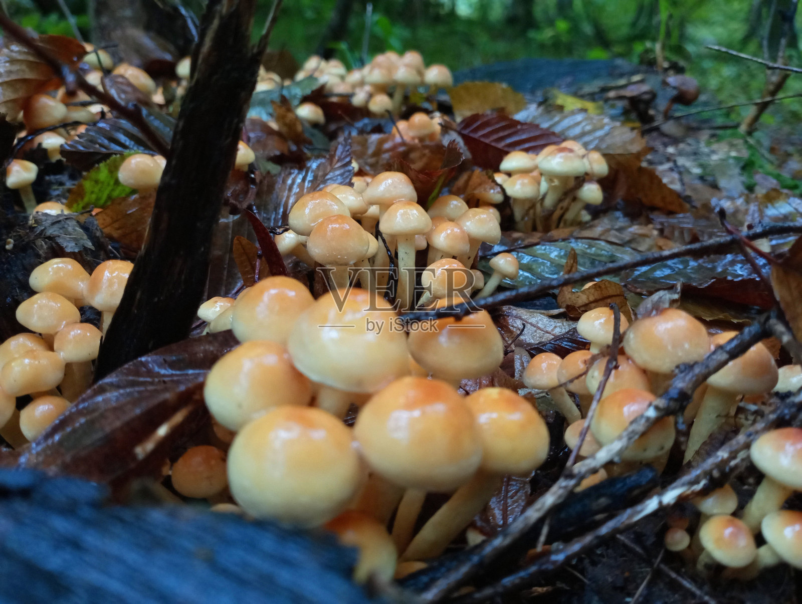 落叶覆盖的森林里，树桩上的一群毒蘑菇。秋天收集蘑菇。照片摄影图片