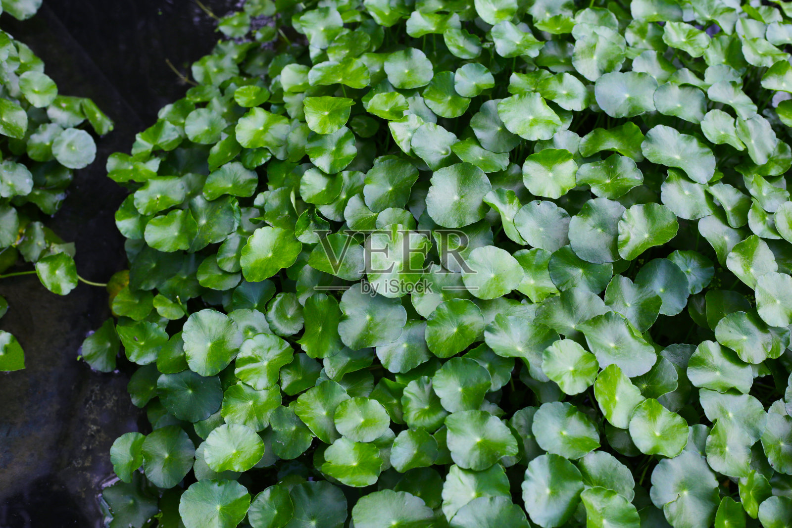 苦草，亚洲苦草，印度苦草。池塘里的水草照片摄影图片