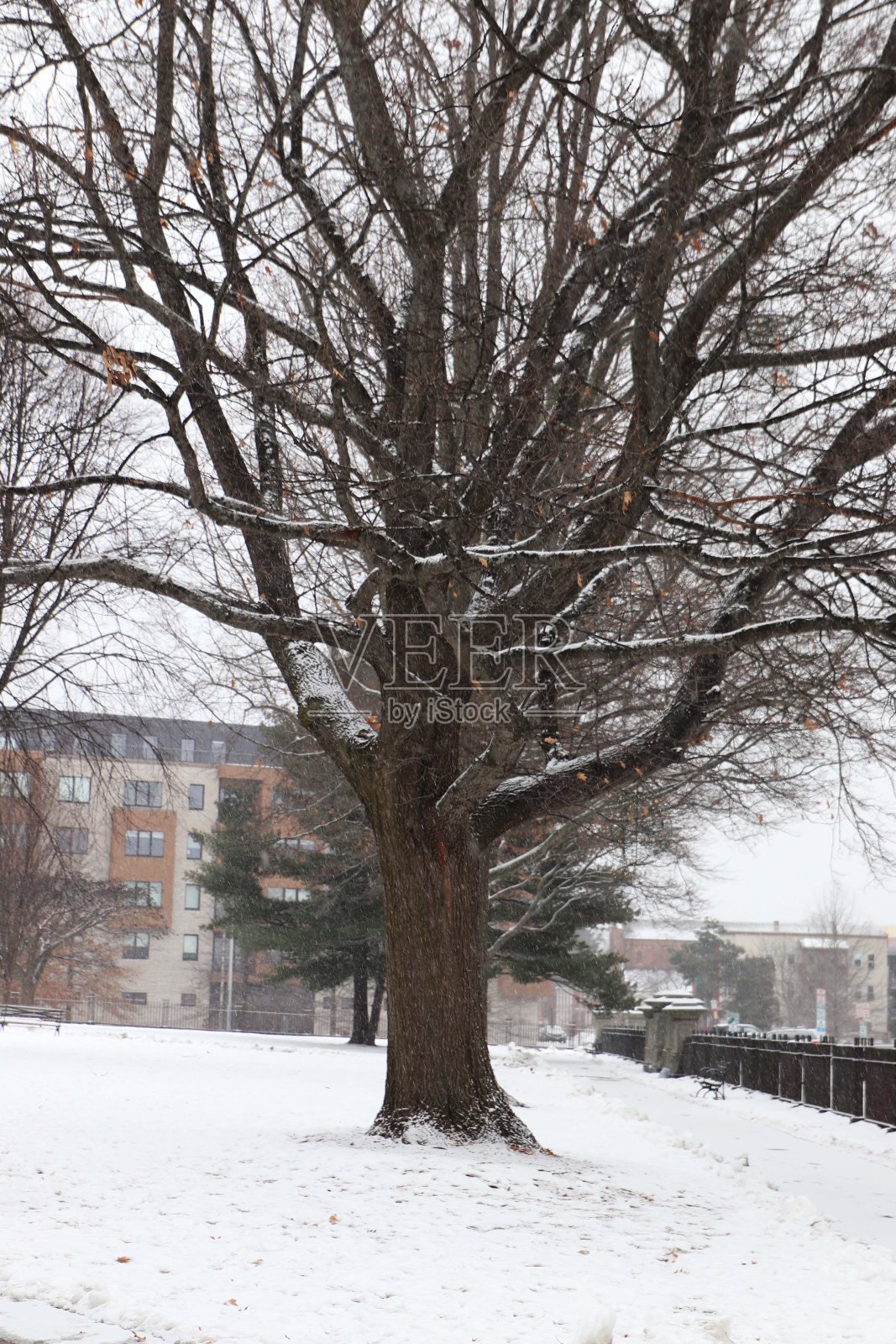 冬天的公园照片摄影图片