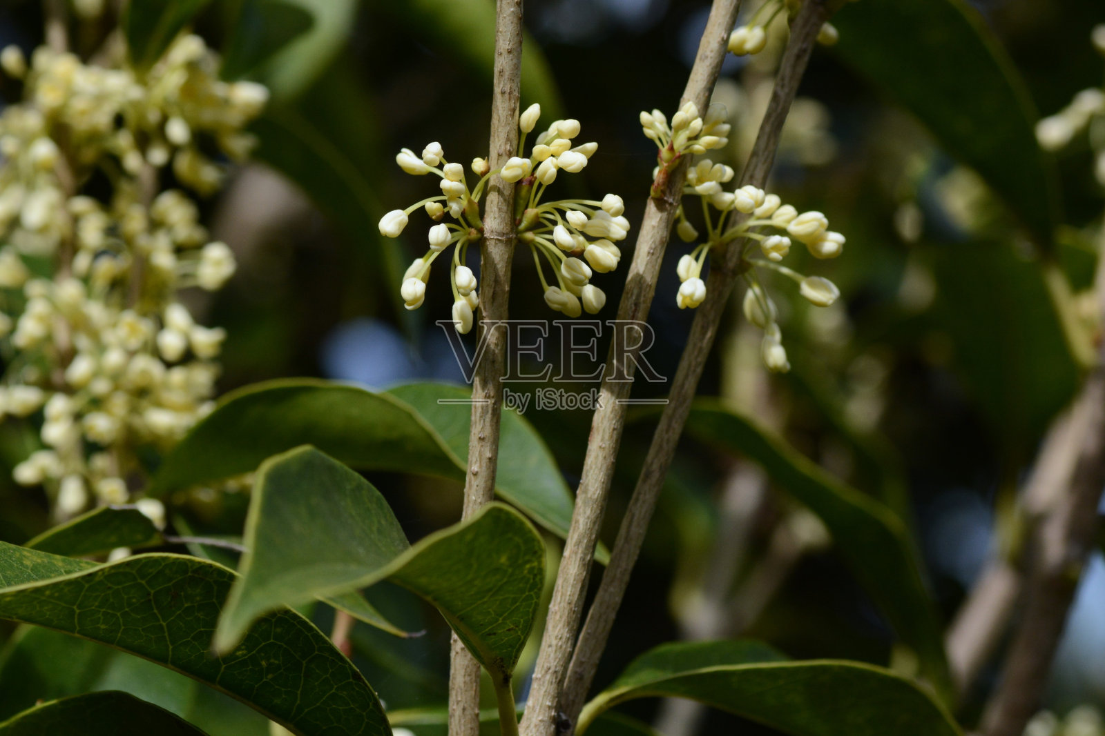 香茶橄榄/银桂花。油棕科常绿乔木。照片摄影图片
