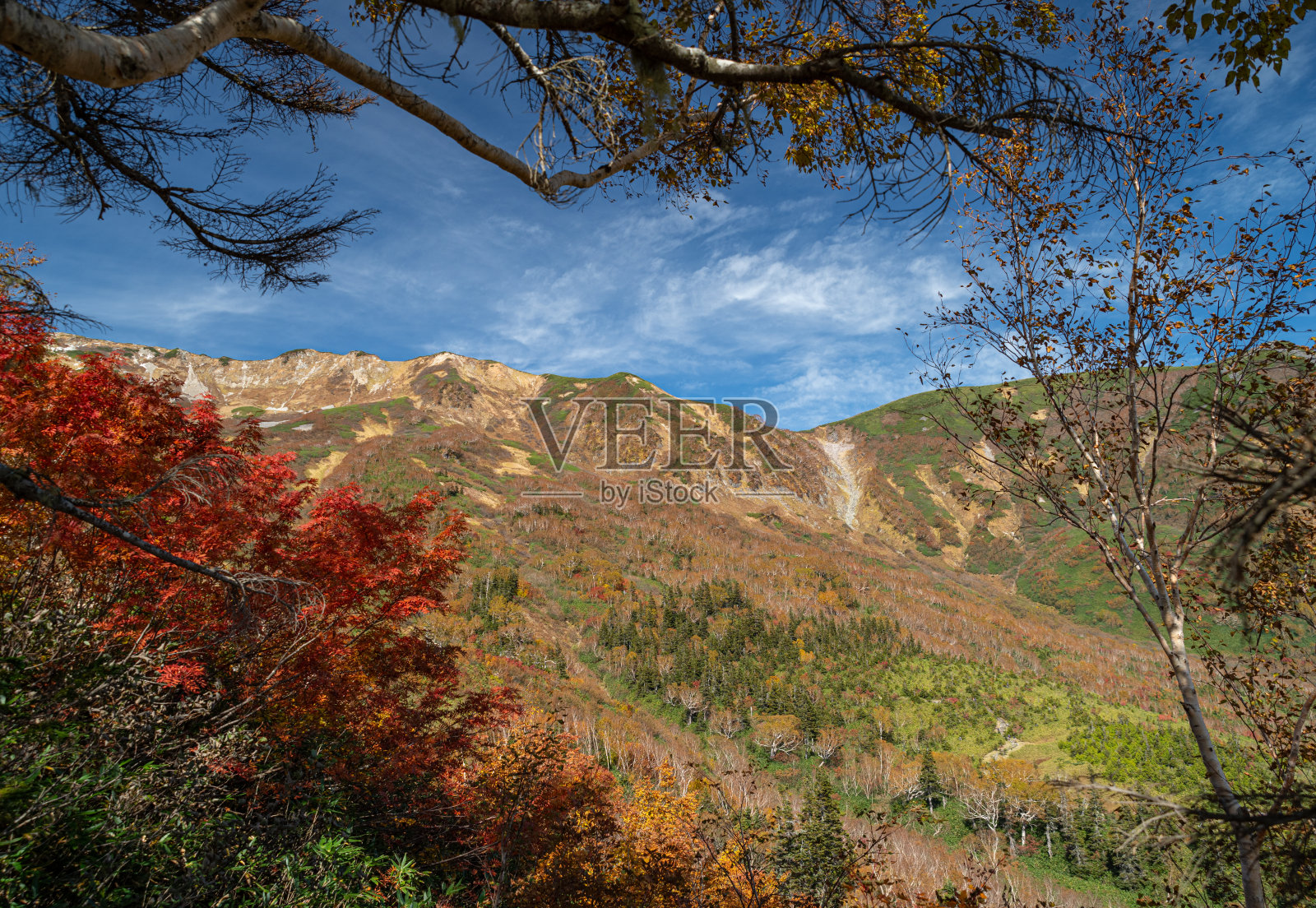 美丽的秋叶照片摄影图片