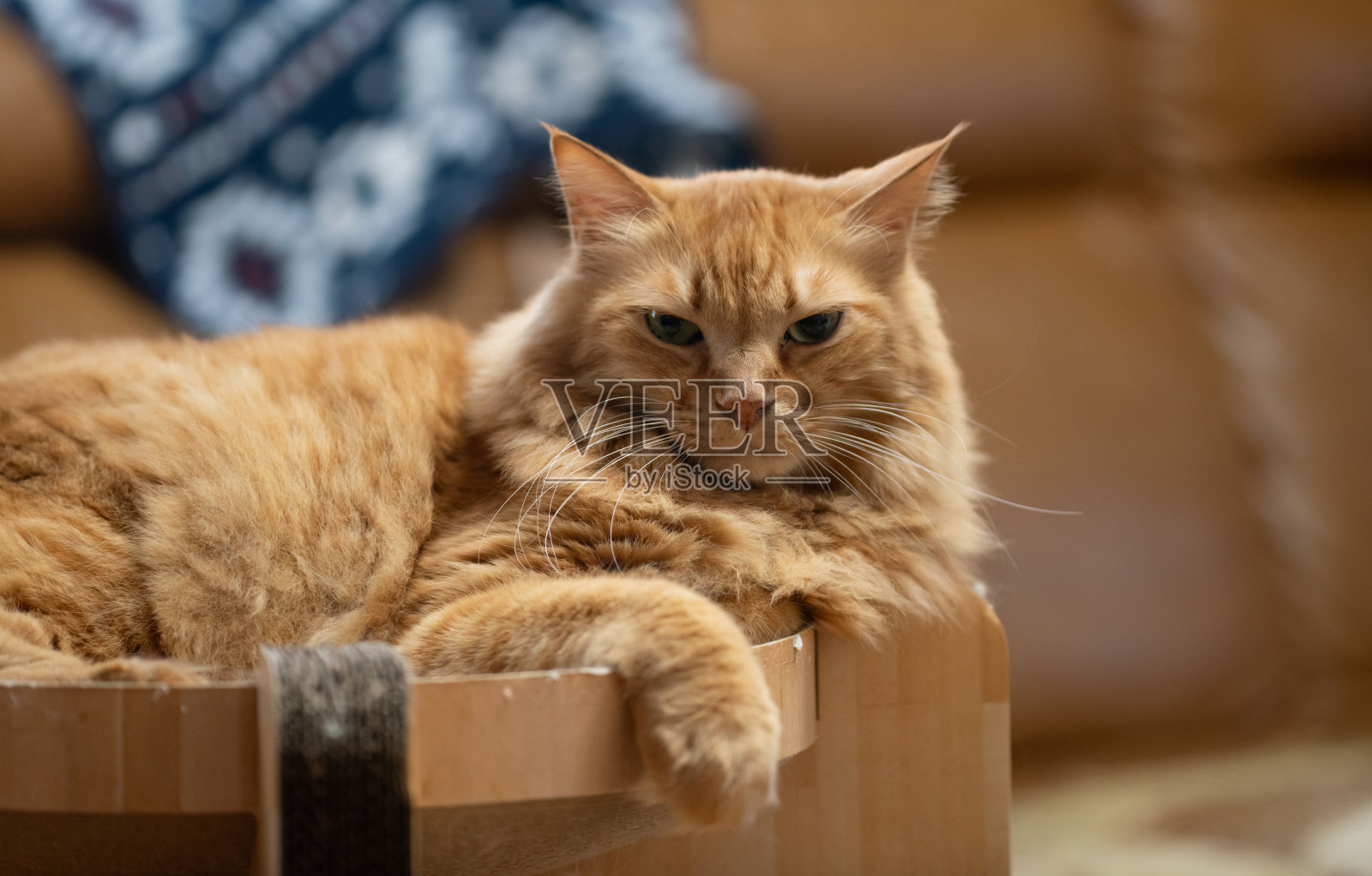 放松的猫照片摄影图片