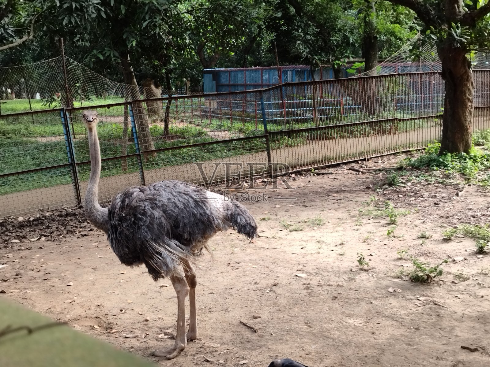 鸵鸟照片摄影图片