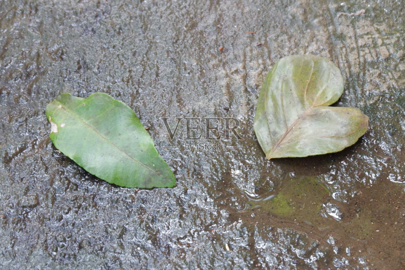 雨中落叶的背景照片摄影图片