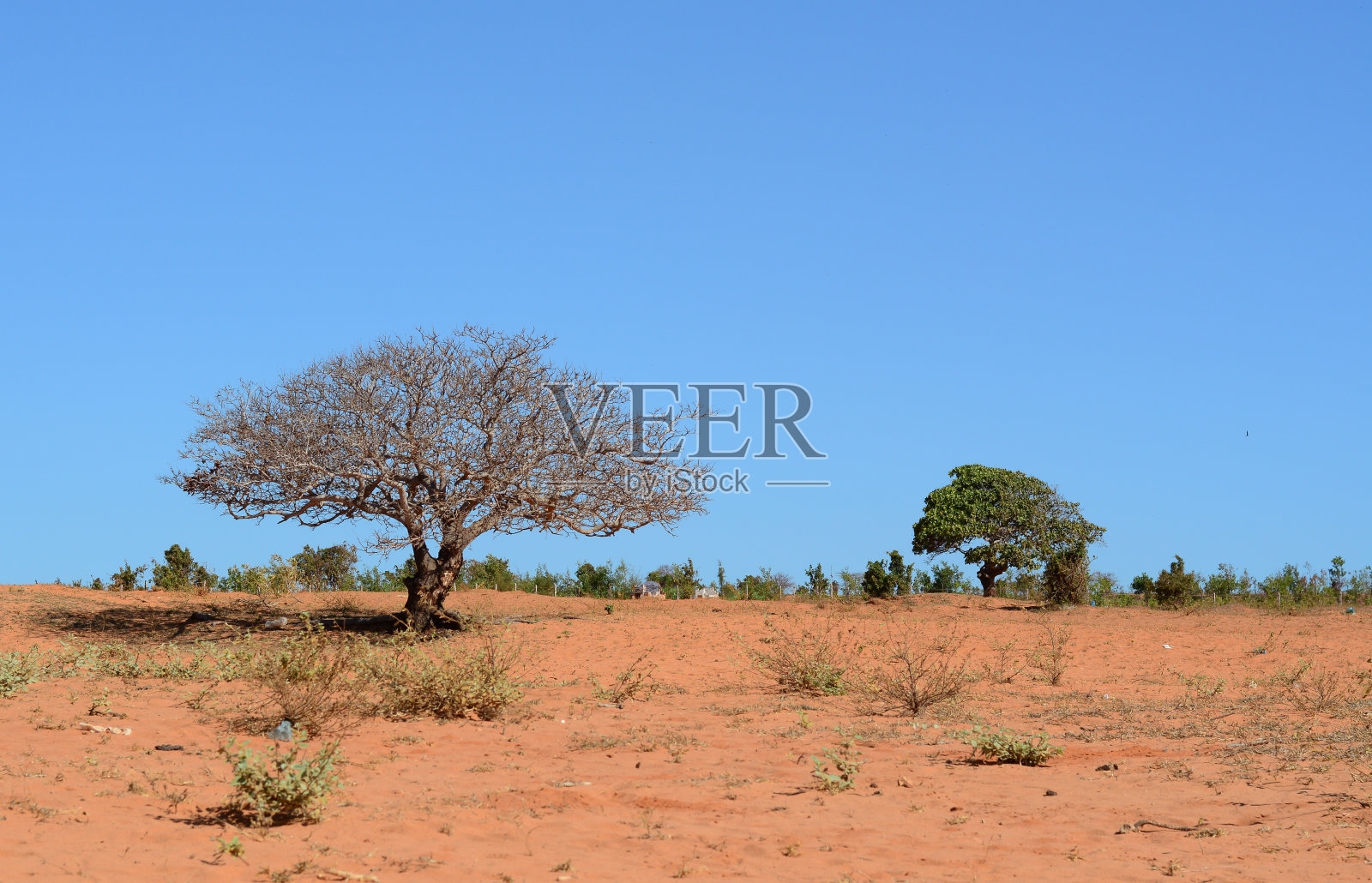 夏天沙漠上的小植物照片摄影图片