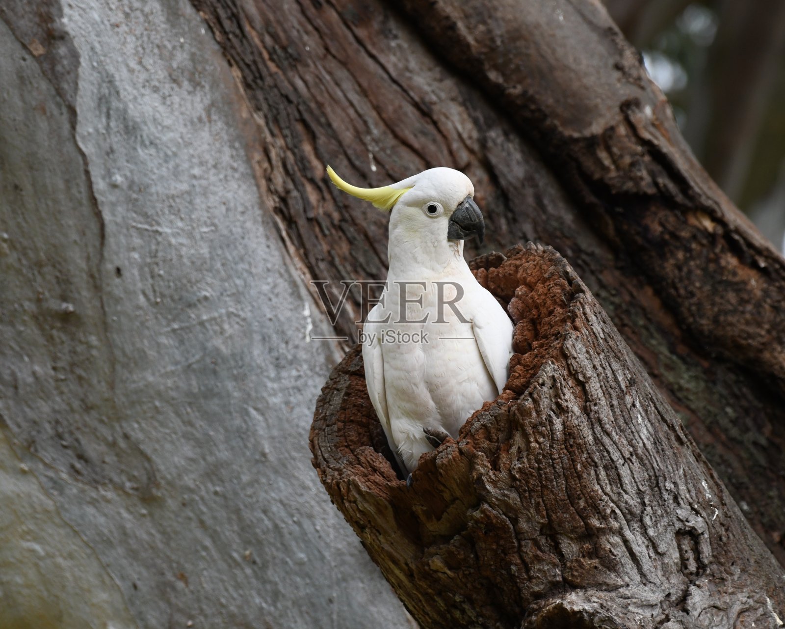 Sulphur-crested风头鹦鹉照片摄影图片