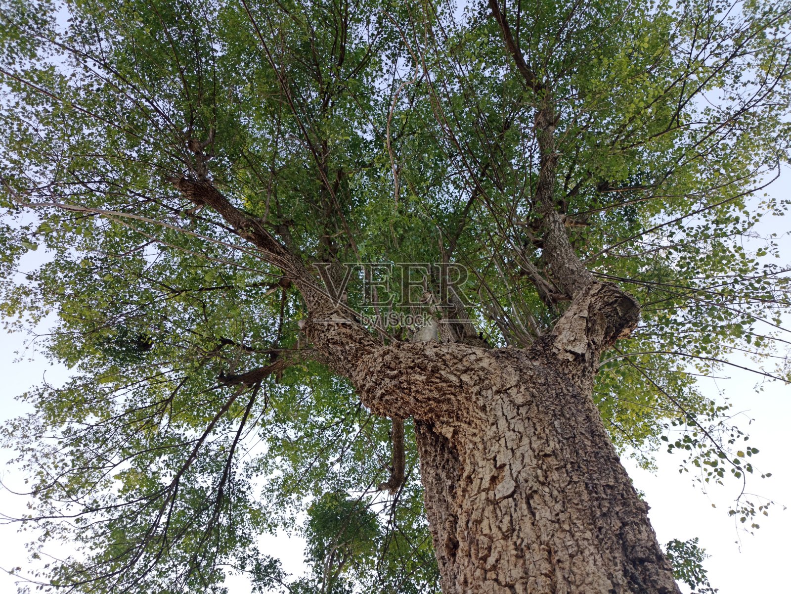 大的树照片摄影图片