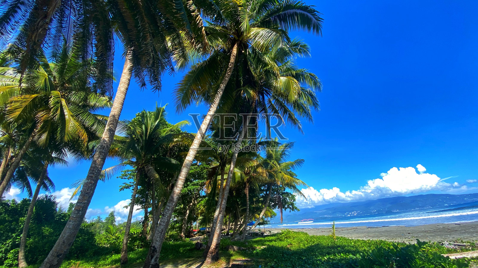 花园里的椰子树和蓝天看起来很美照片摄影图片