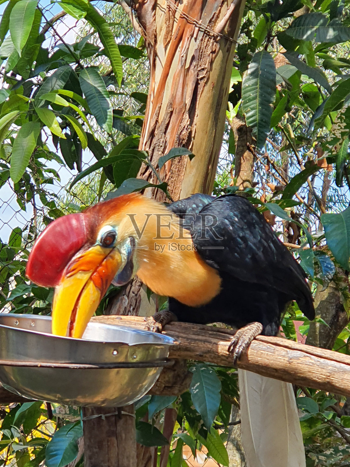 鸟照片摄影图片