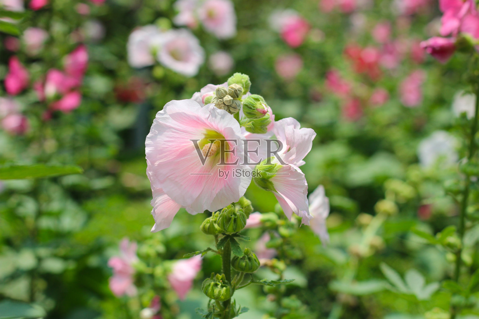 美丽的粉红色蜀葵花在花园里照片摄影图片