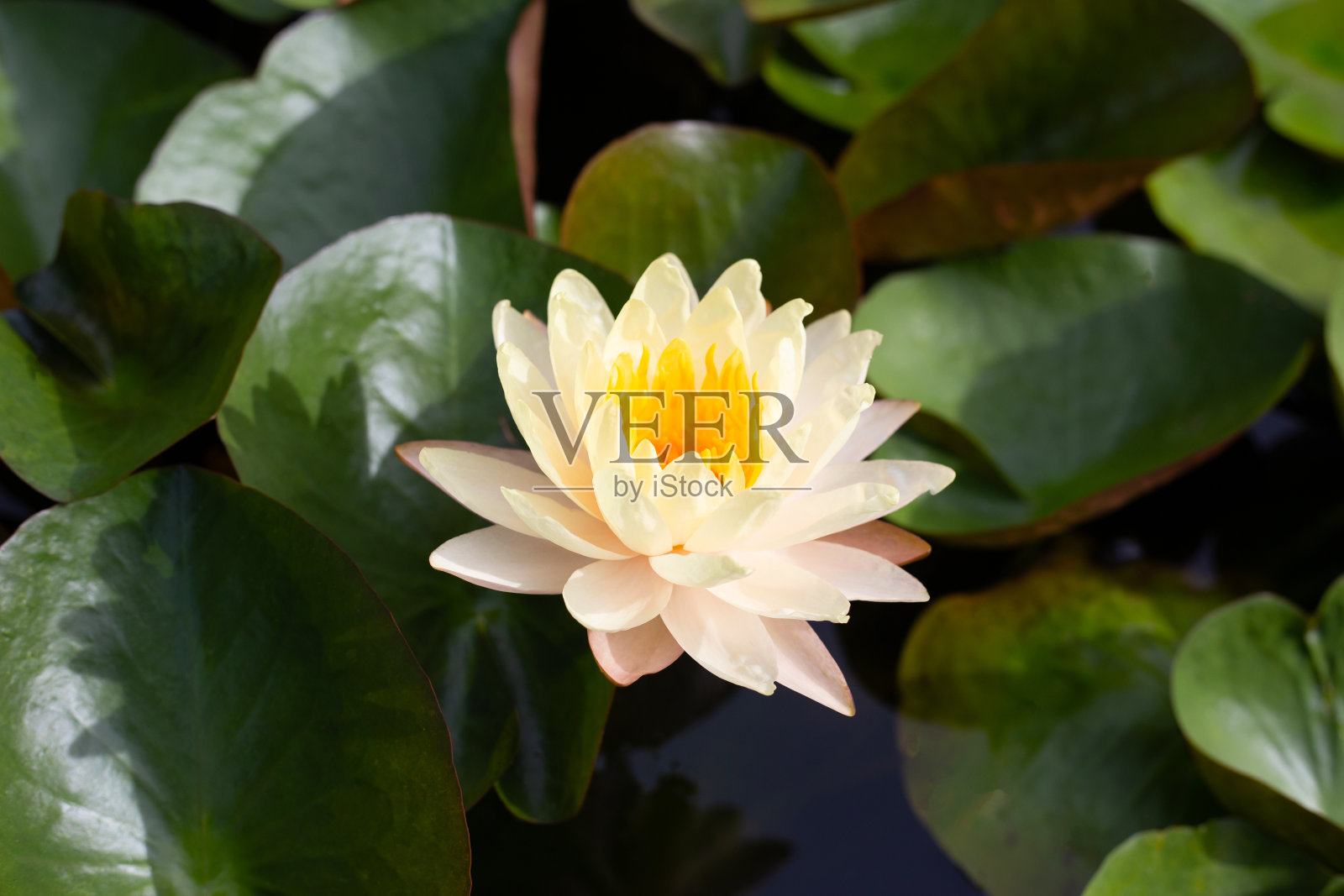 荷花池里美丽的黄色睡莲照片摄影图片