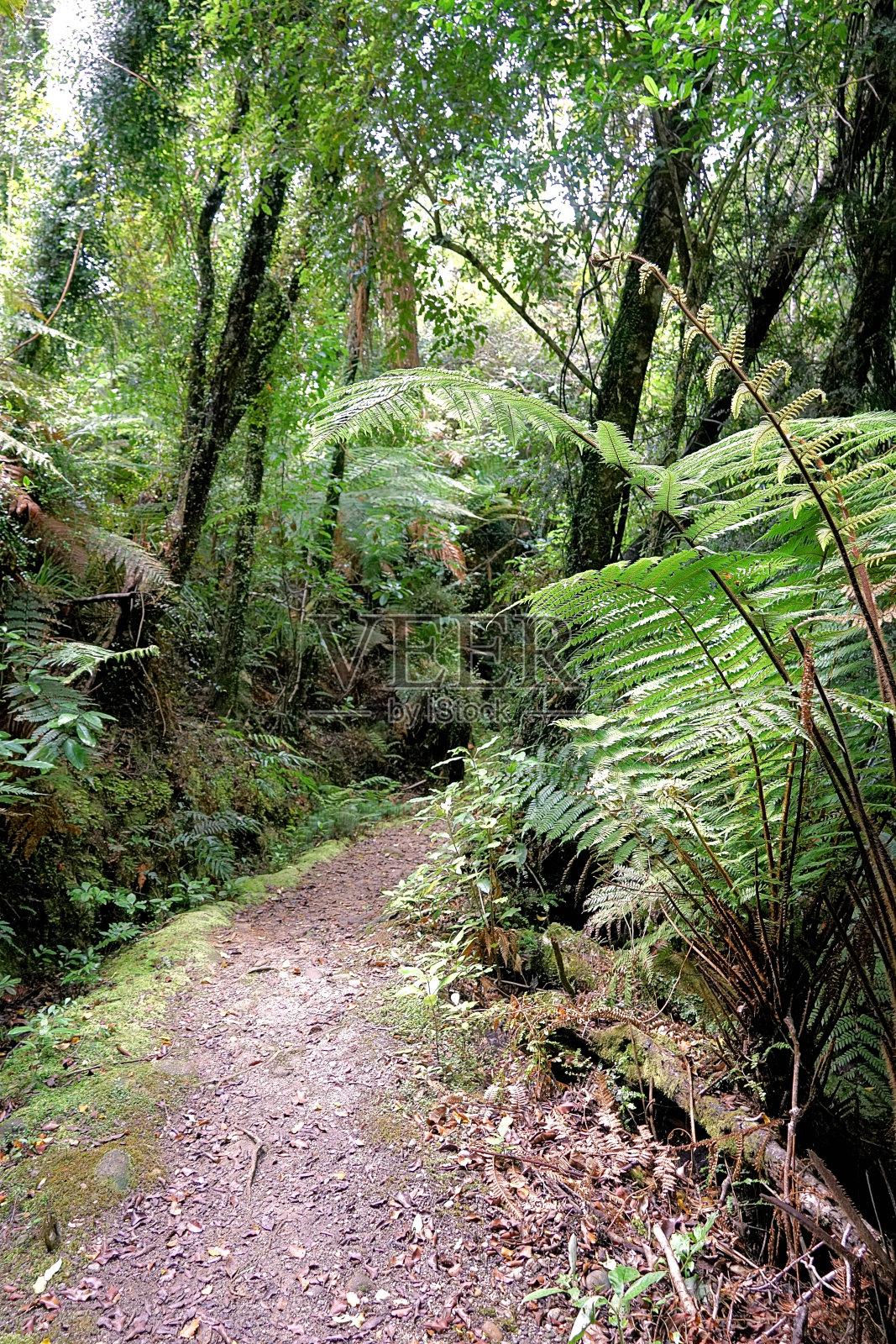 新西兰南岛照片摄影图片