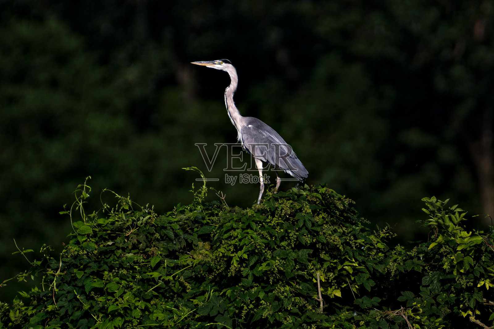 灰鹭，又名灰鹭。雄伟的食鱼鸟在他的栖息地。站在池塘上方的灌木丛顶上。照片摄影图片