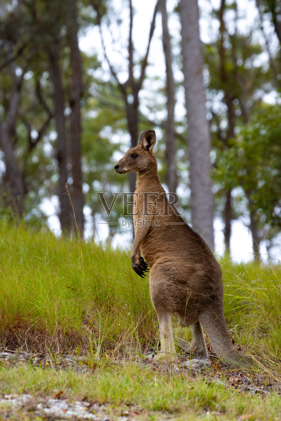 在澳大利亚昆士兰州布里斯班的Tinchi Tamba湿地，一只美丽的东部灰袋鼠藏在高高的草丛中照片摄影图片