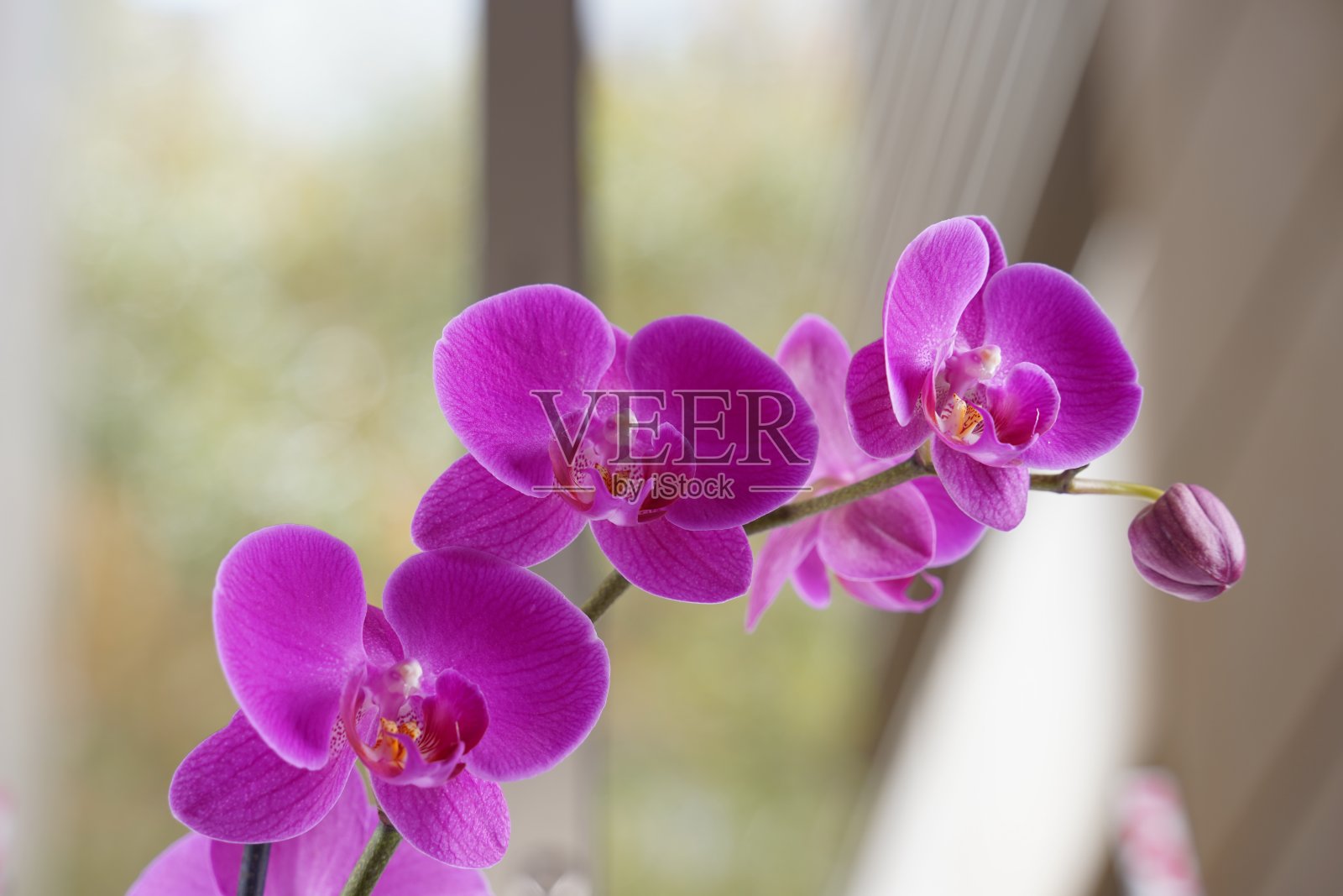 室内粉色盆栽兰花家居装饰照片摄影图片