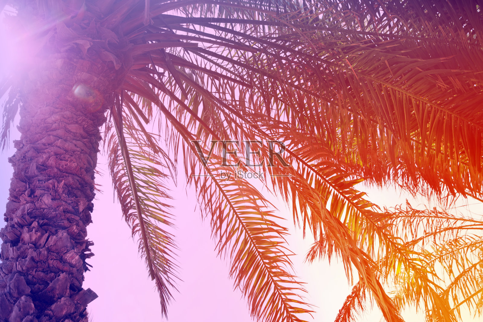 阳光明媚的日子里，郁郁葱葱的棕榈树，低角度视角。色彩鲜明照片摄影图片