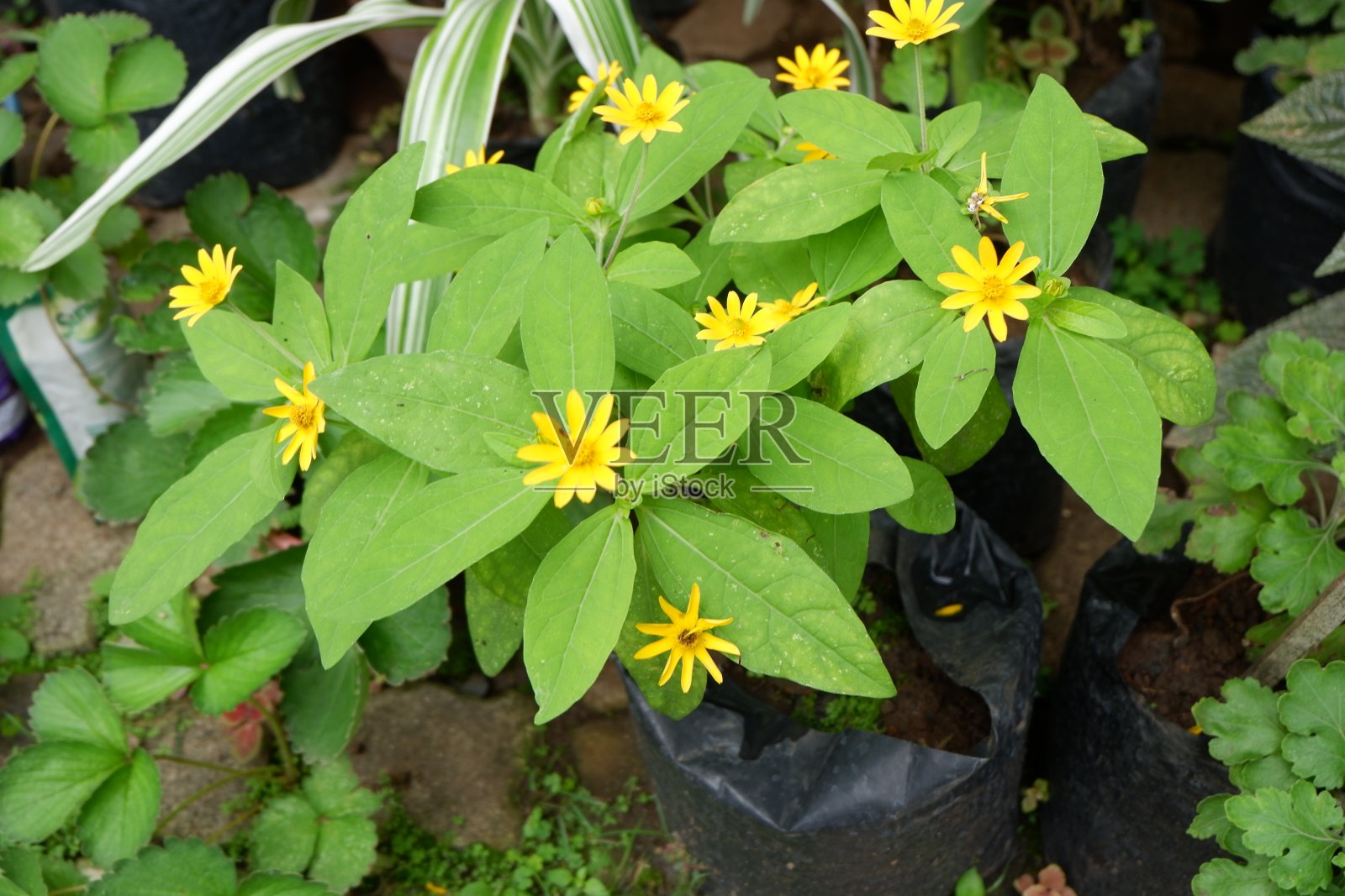 花园里新鲜美丽的花朵照片摄影图片