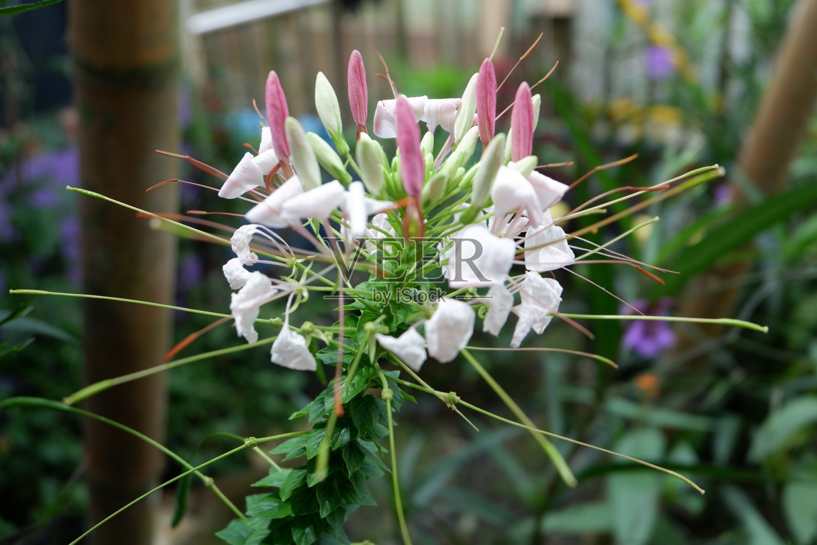 花园里新鲜美丽的花朵照片摄影图片