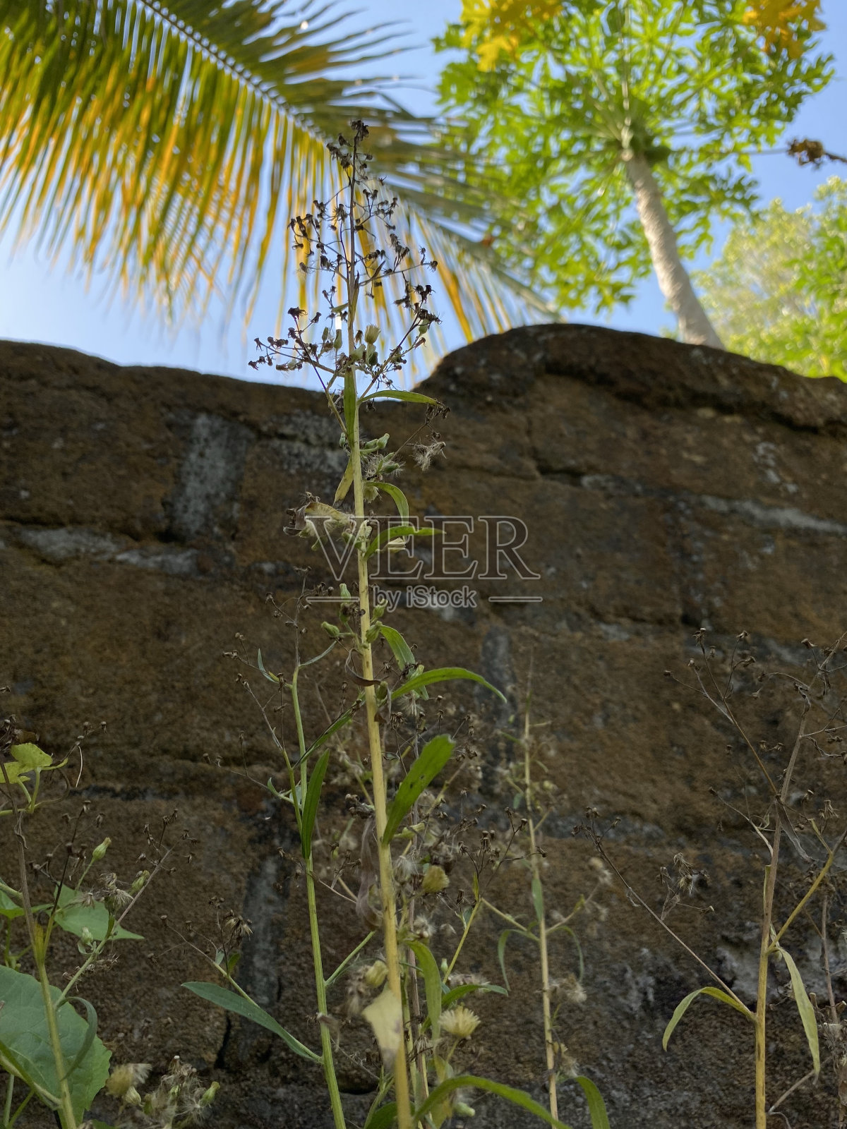 森林里长到高处的植物照片摄影图片