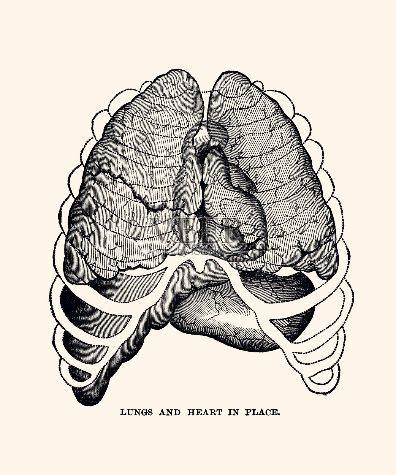 肺和心脏就位:解剖(xxxl)插画图片素材