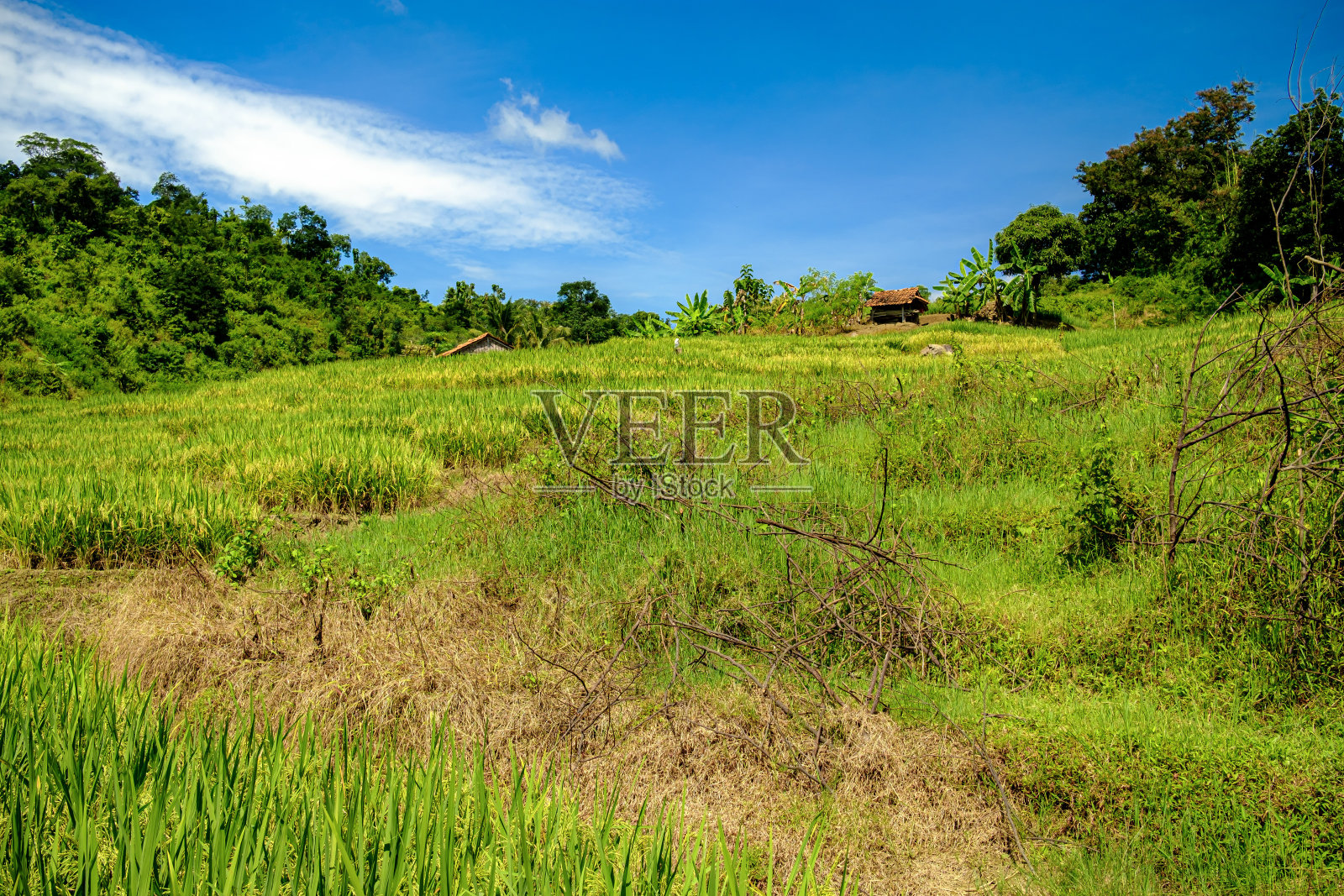 炎热的天气出现在远离城市的偏远乡村的稻田中央照片摄影图片