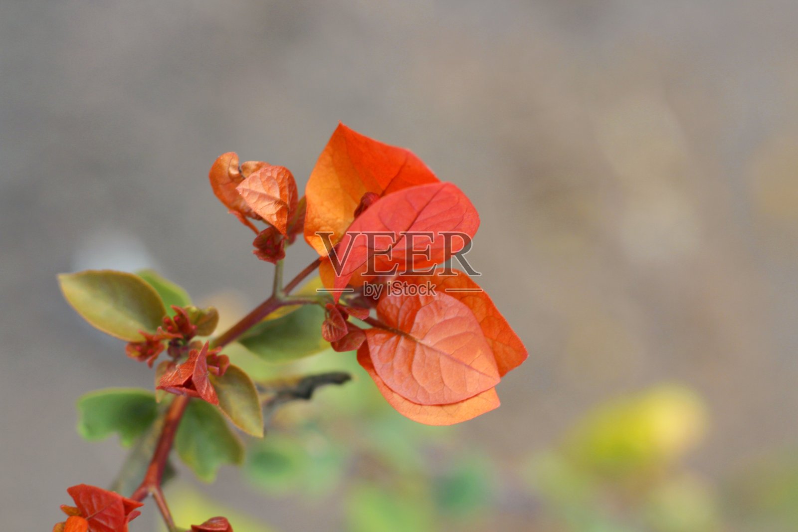 红罂粟花照片摄影图片