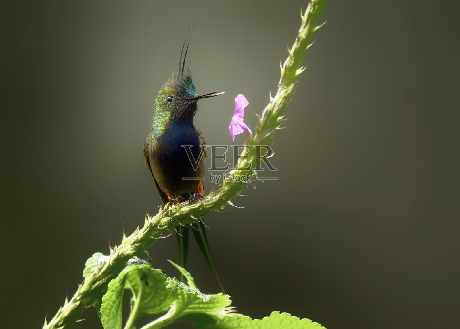 栖息在一种花枝上的铁丝冠刺尾蜂鸟照片摄影图片