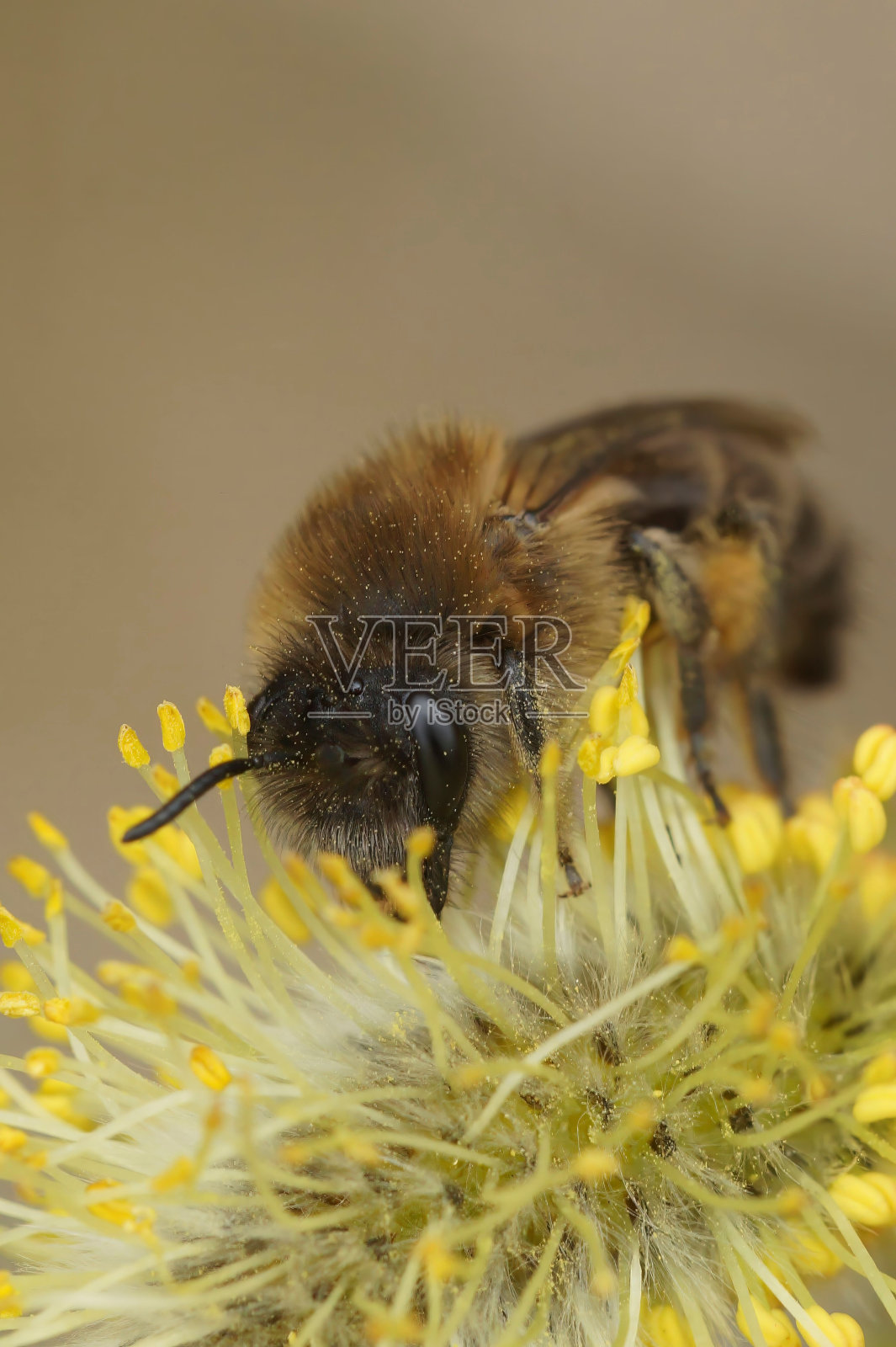 一只采蜂(Colletes cunicularius)吃山羊柳(Salix caprea)花粉的特写镜头照片摄影图片