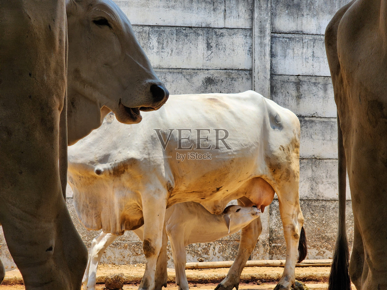 小牛正在吮吸母亲的奶照片摄影图片