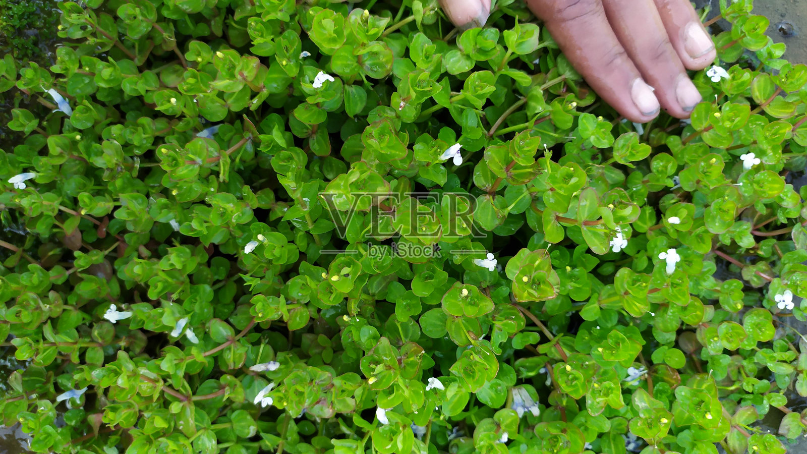 水族馆观赏植物照片摄影图片