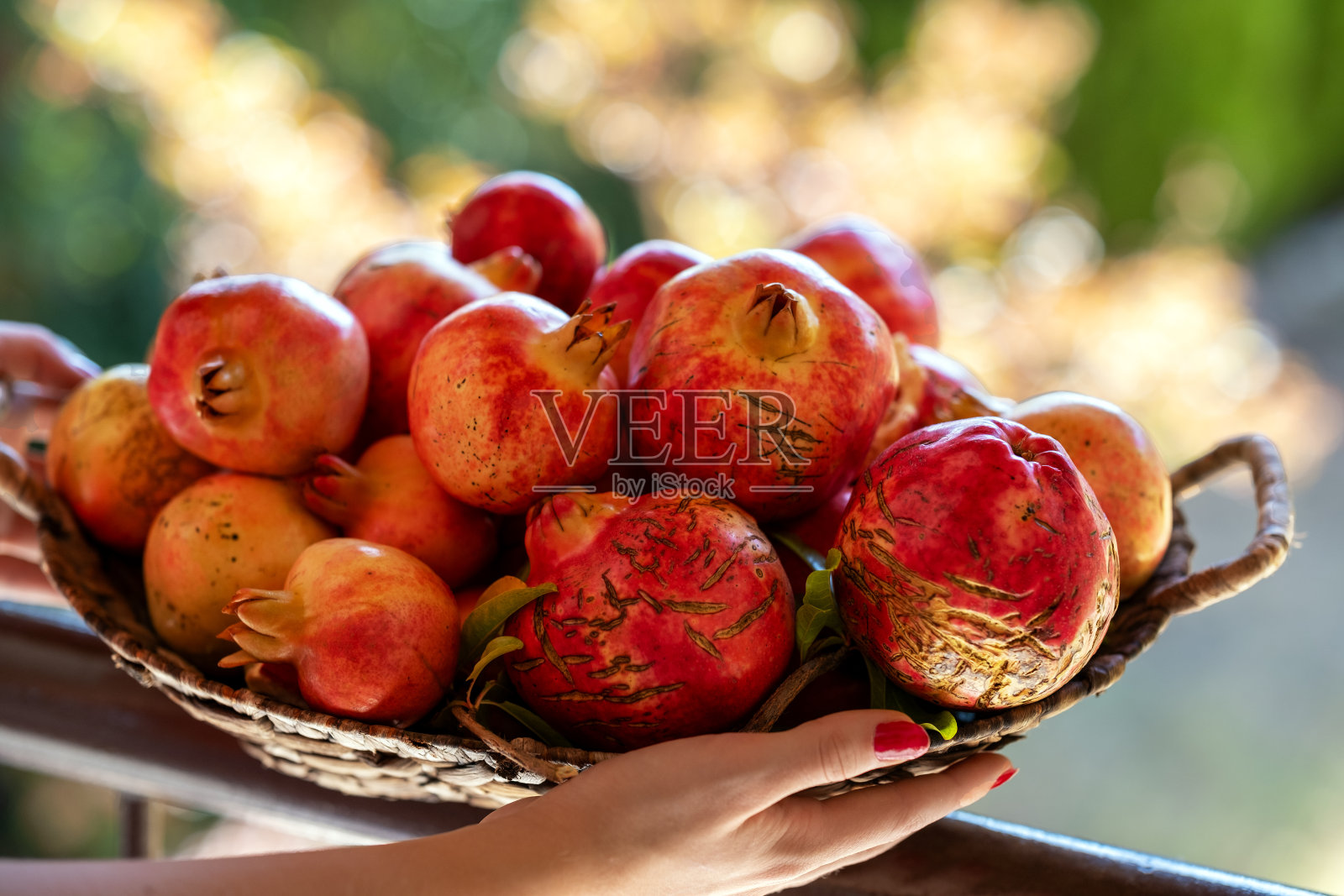 石榴秋收照片摄影图片