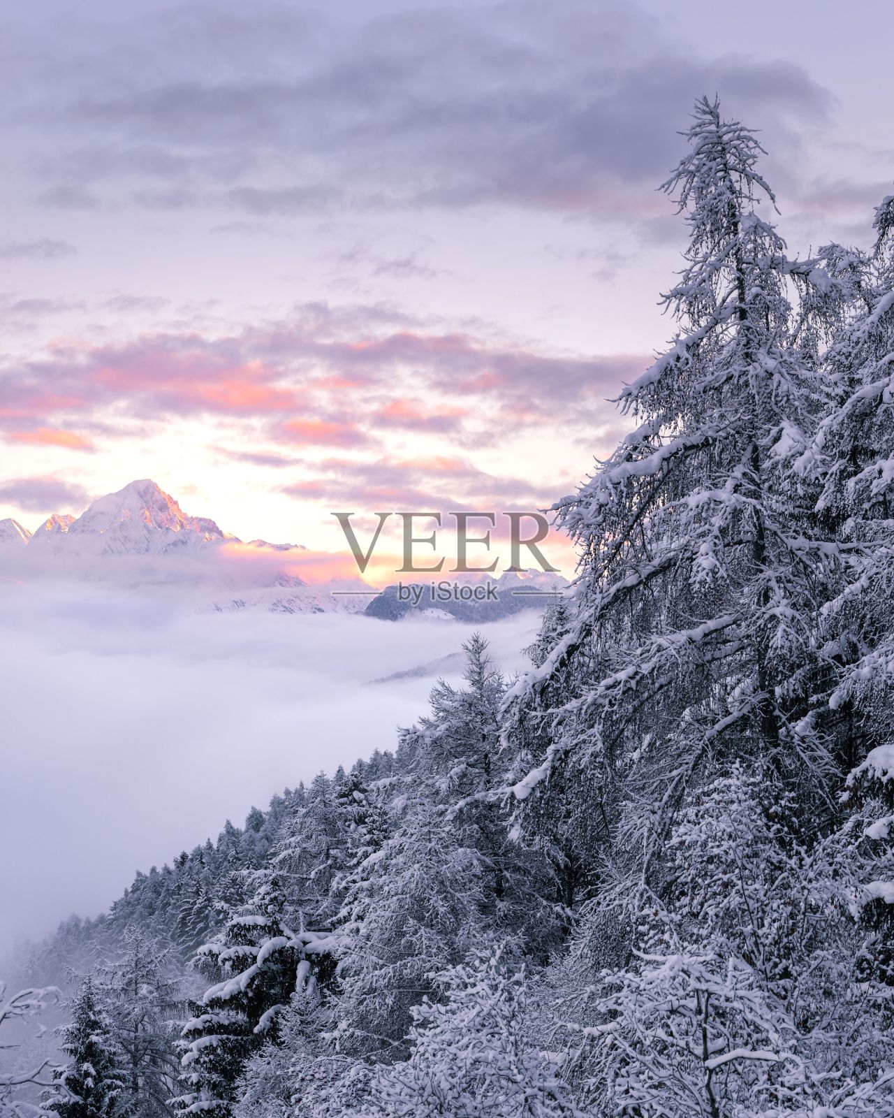 冬季景观景观，积雪覆盖的树木和山峰从云层逆温中浮现照片摄影图片