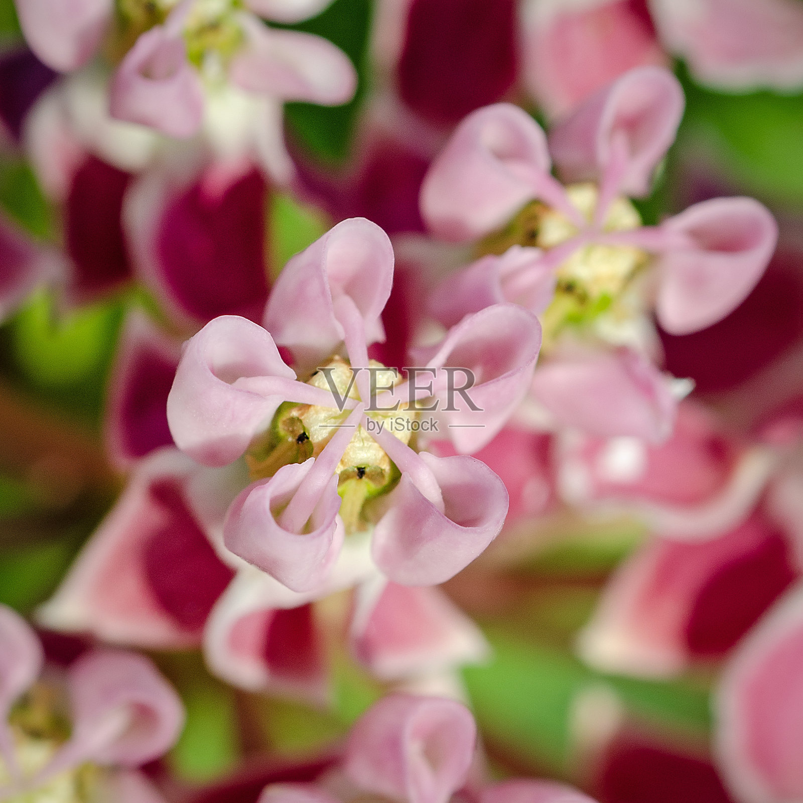 沼泽马利筋花特写照片摄影图片