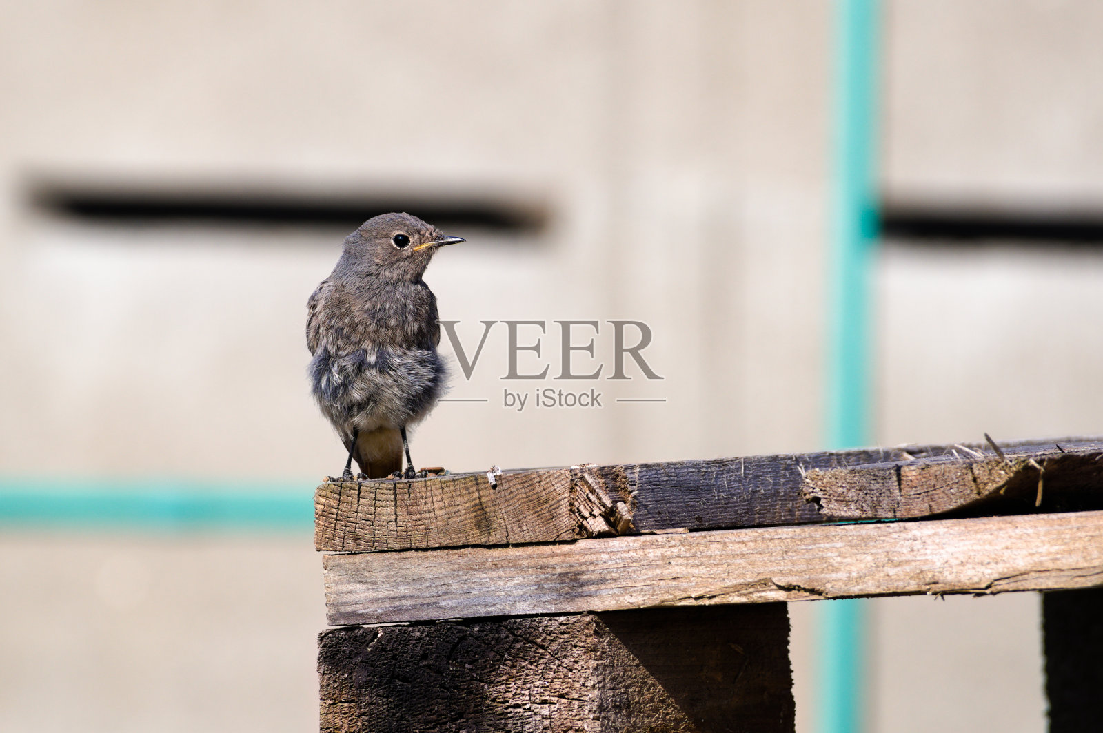 在阳光明媚的夏日午后，鸟Phoenicurus Ochruros又名黑红start坐在托盘上。照片摄影图片