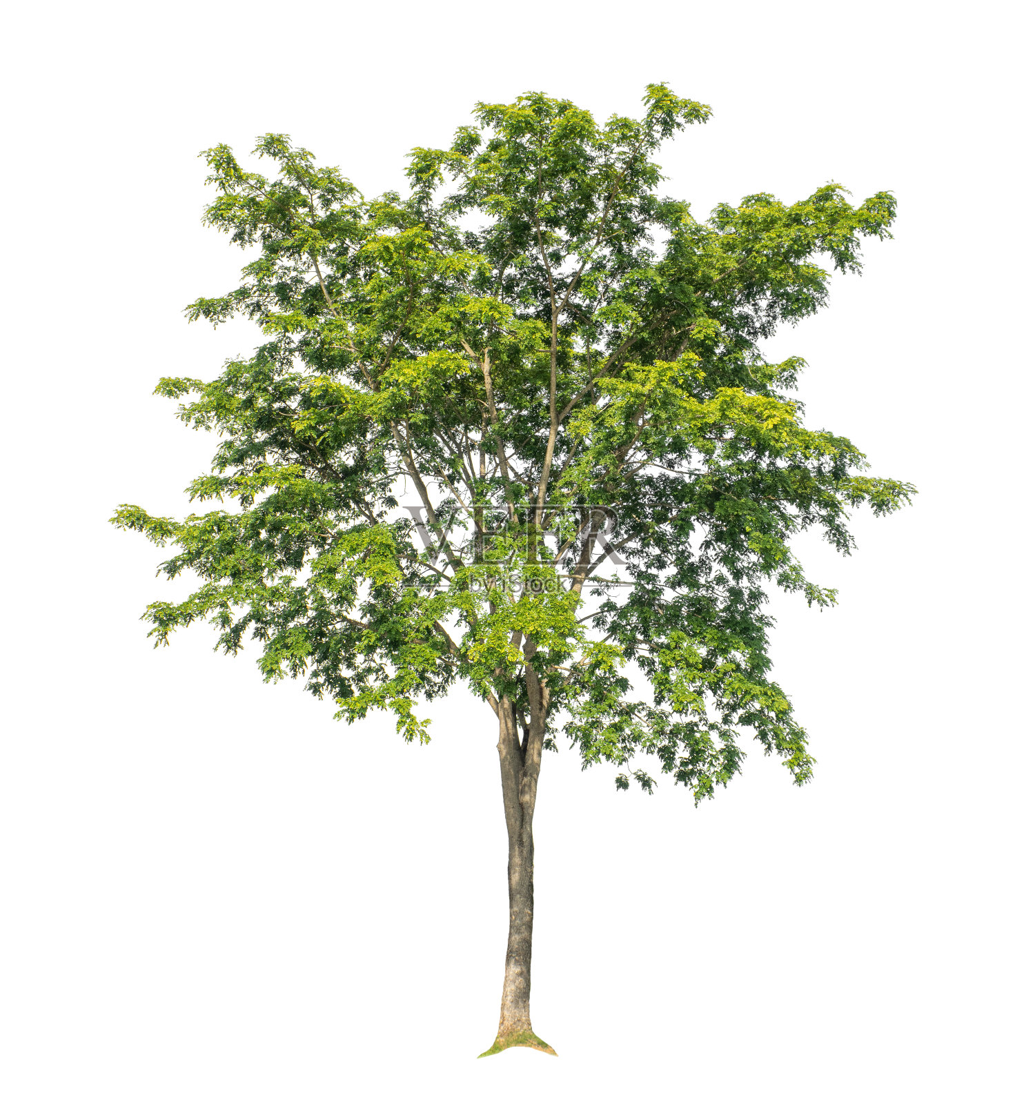在白色背景上单独的树既适合打印，也适合网页照片摄影图片
