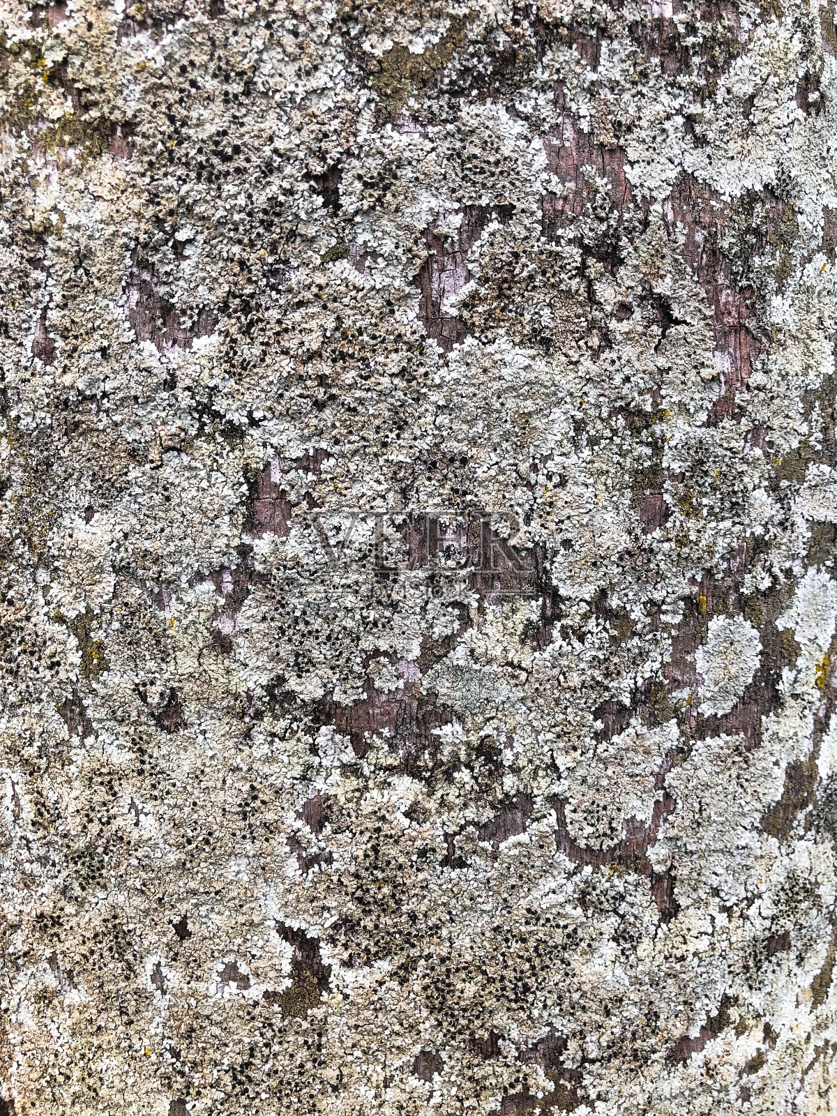 苔藓和地衣:长在树干上覆盖树皮的苔藓和地衣照片摄影图片