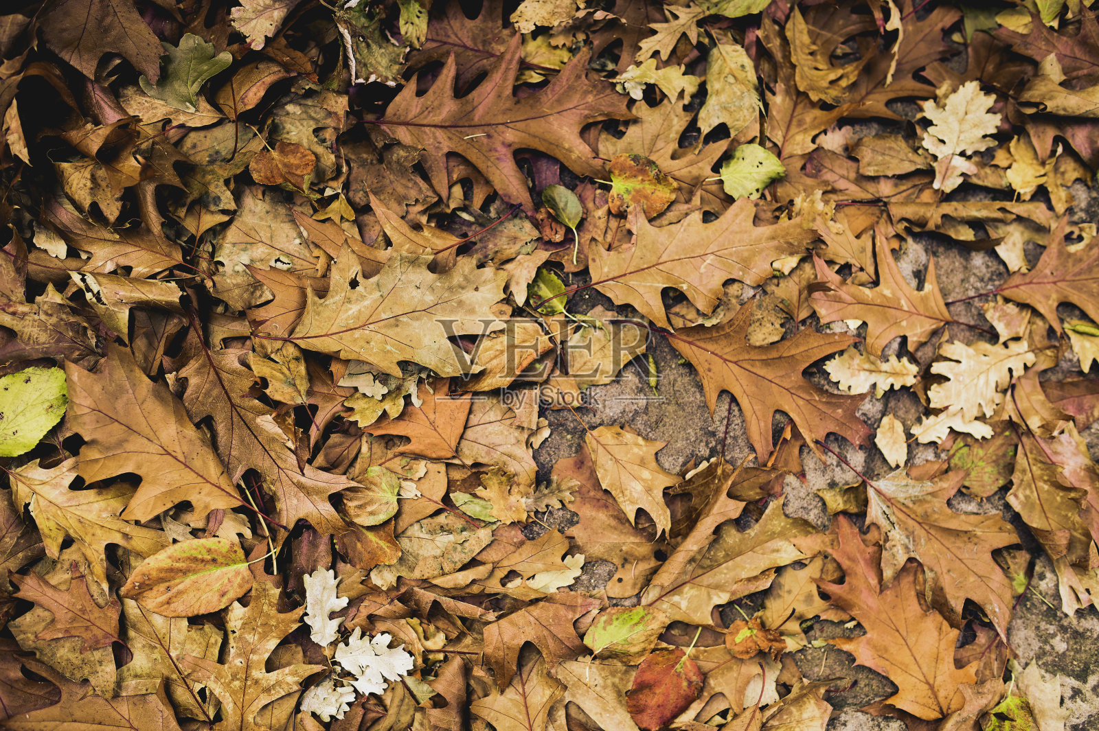 干燥的金色秋叶落在地上。照片摄影图片