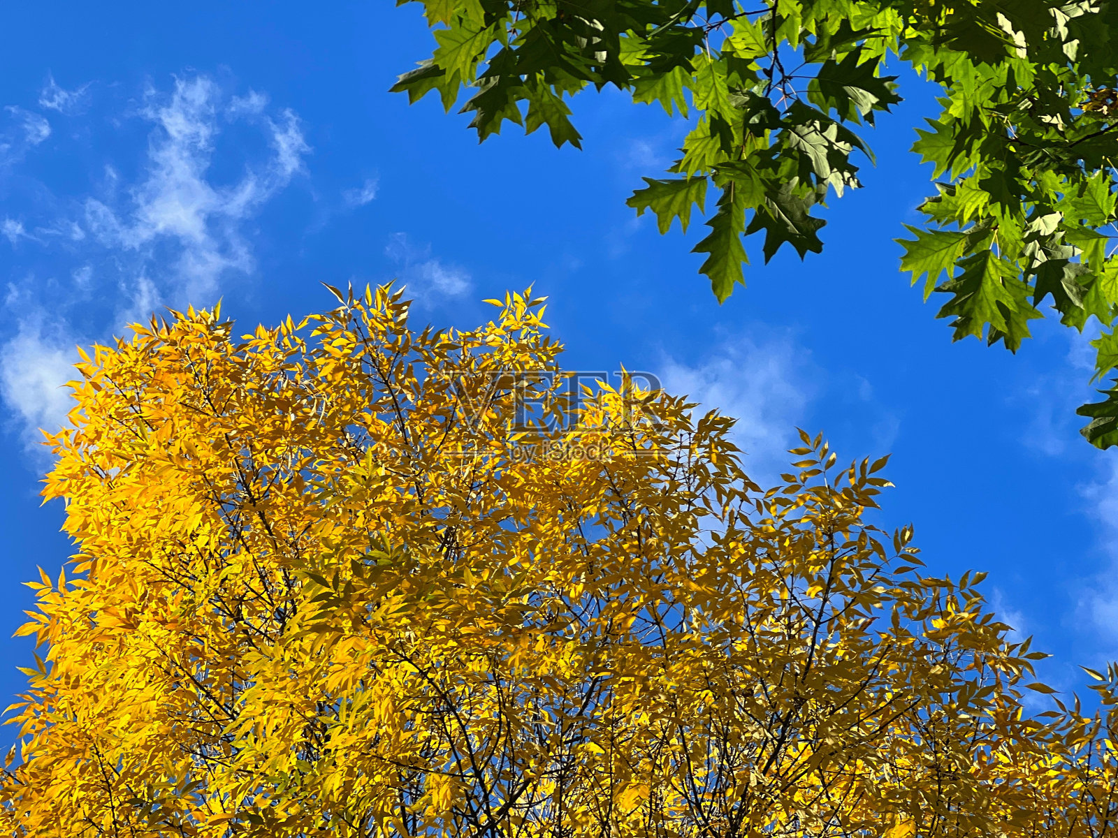 秋天的树木，金黄色和绿色的叶子映衬着天空。照片摄影图片