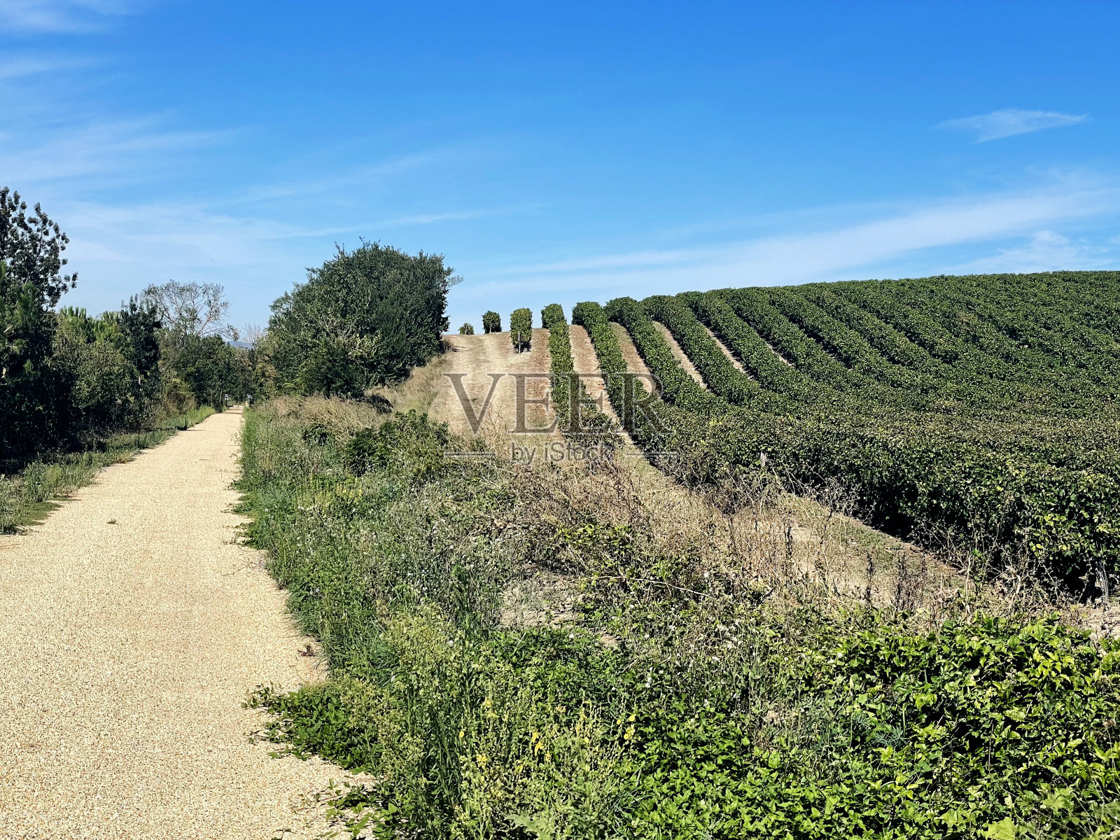 法国南部的葡萄园照片摄影图片
