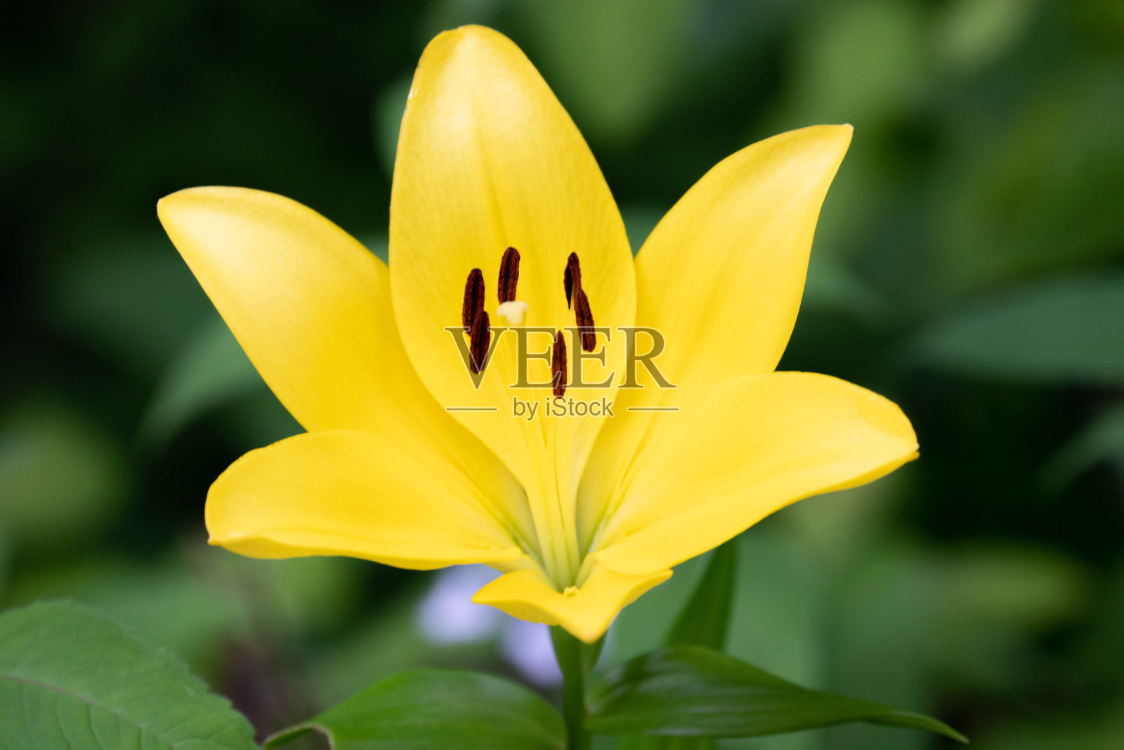 近景:盛开的黄色百合照片摄影图片