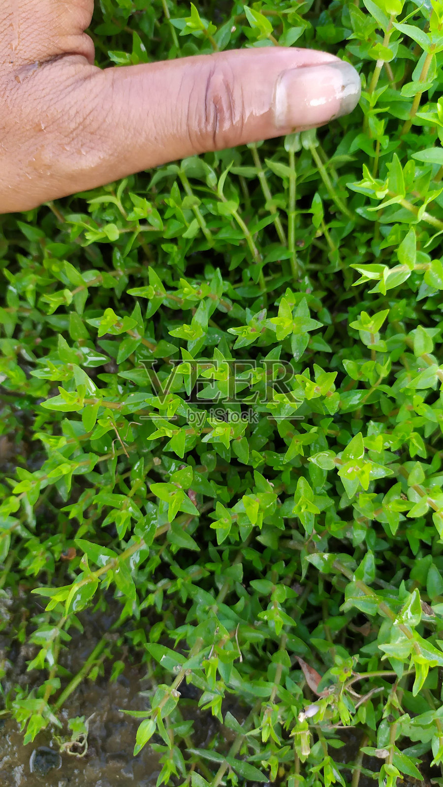 水族馆观赏植物照片摄影图片