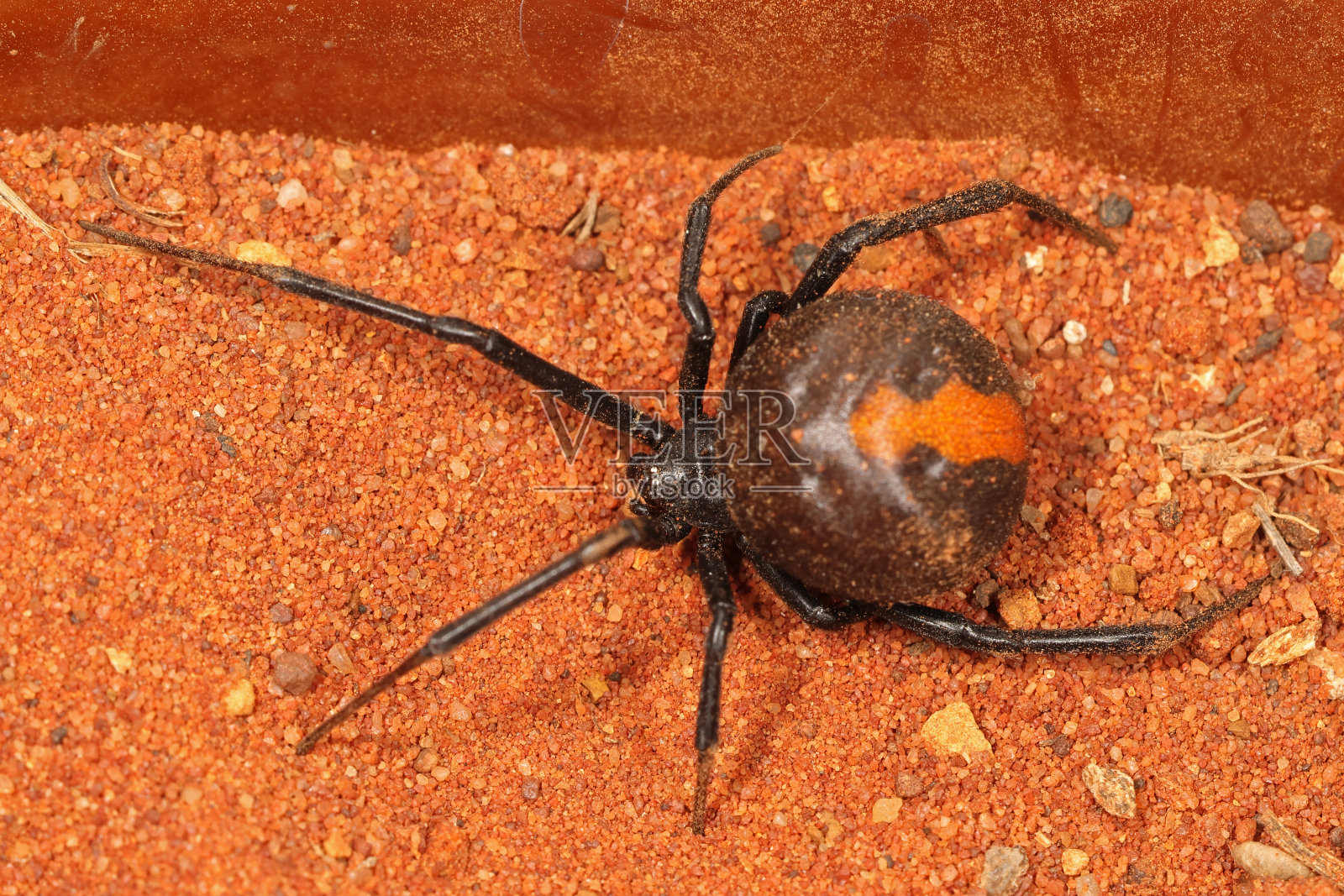 澳大利亚红背蜘蛛照片摄影图片