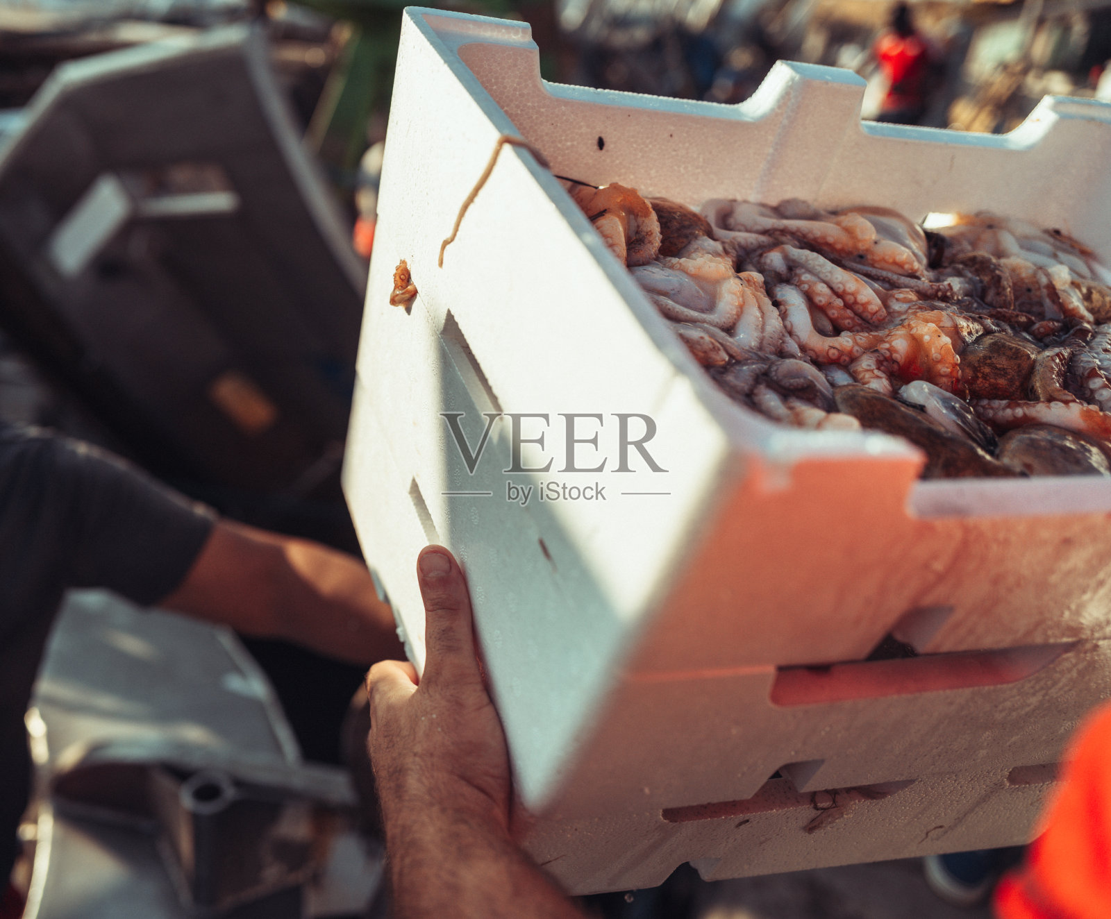 渔夫卸载章鱼箱:典型的地中海照片摄影图片