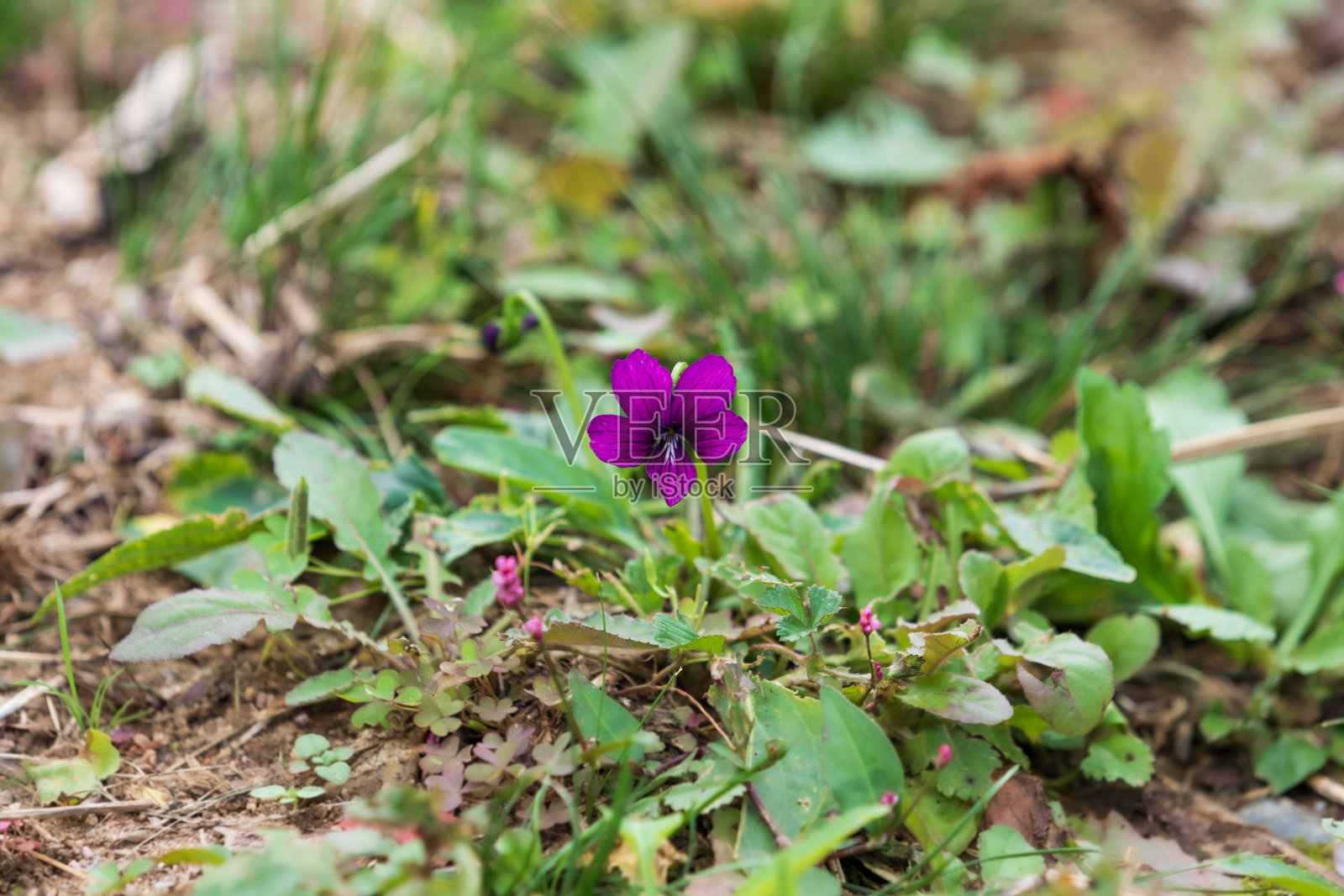 路边发现的紫色紫罗兰。东北紫罗兰，野牡丹，麻雀花，苏美尔花，紫花堇菜照片摄影图片